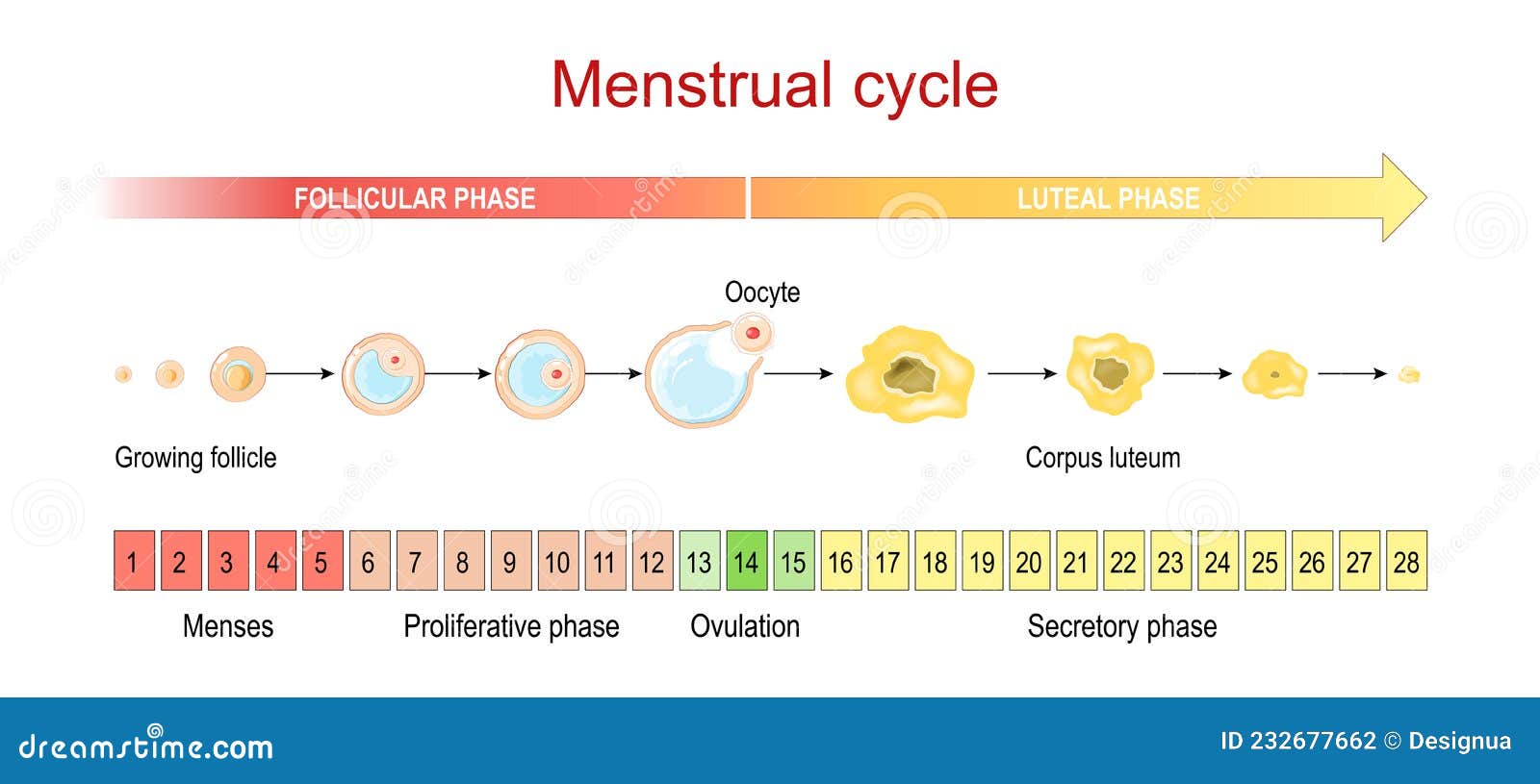 menstrual cycle. menses and proliferative phase, ovulation and secretory phase