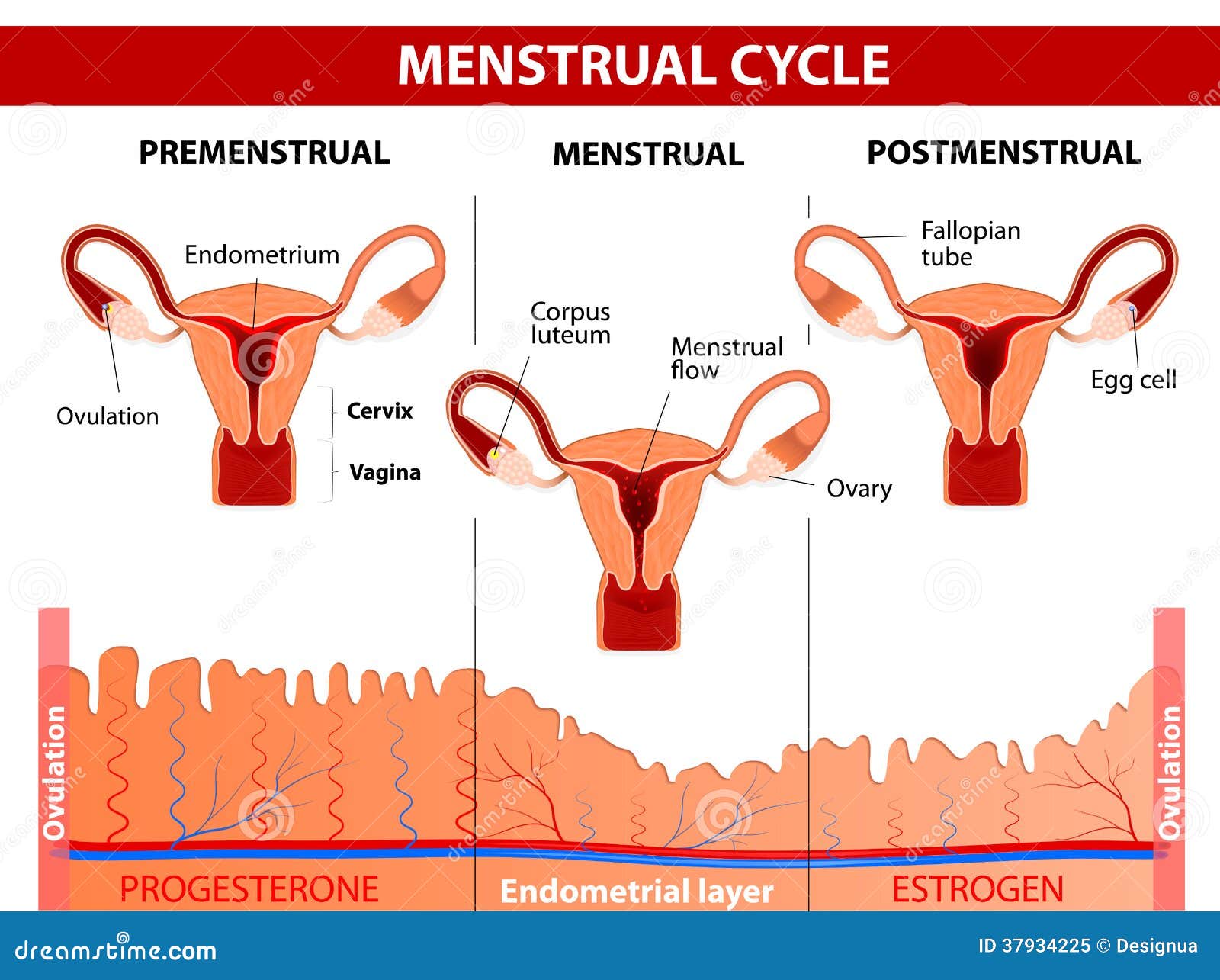 Menopause Cycle Chart