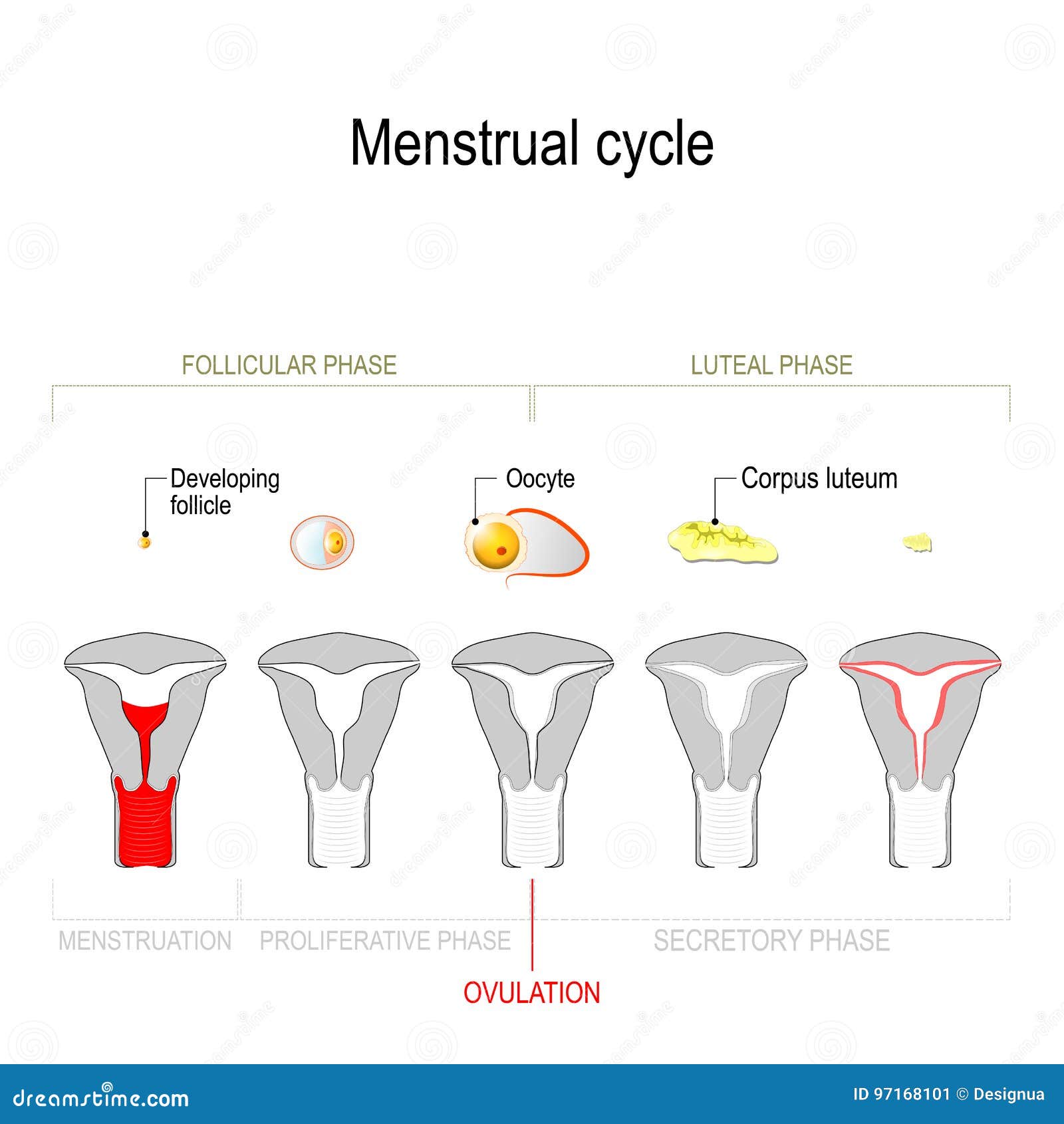 Follicular Phase Stock Illustrations – 43 Follicular Phase Stock  Illustrations, Vectors & Clipart - Dreamstime