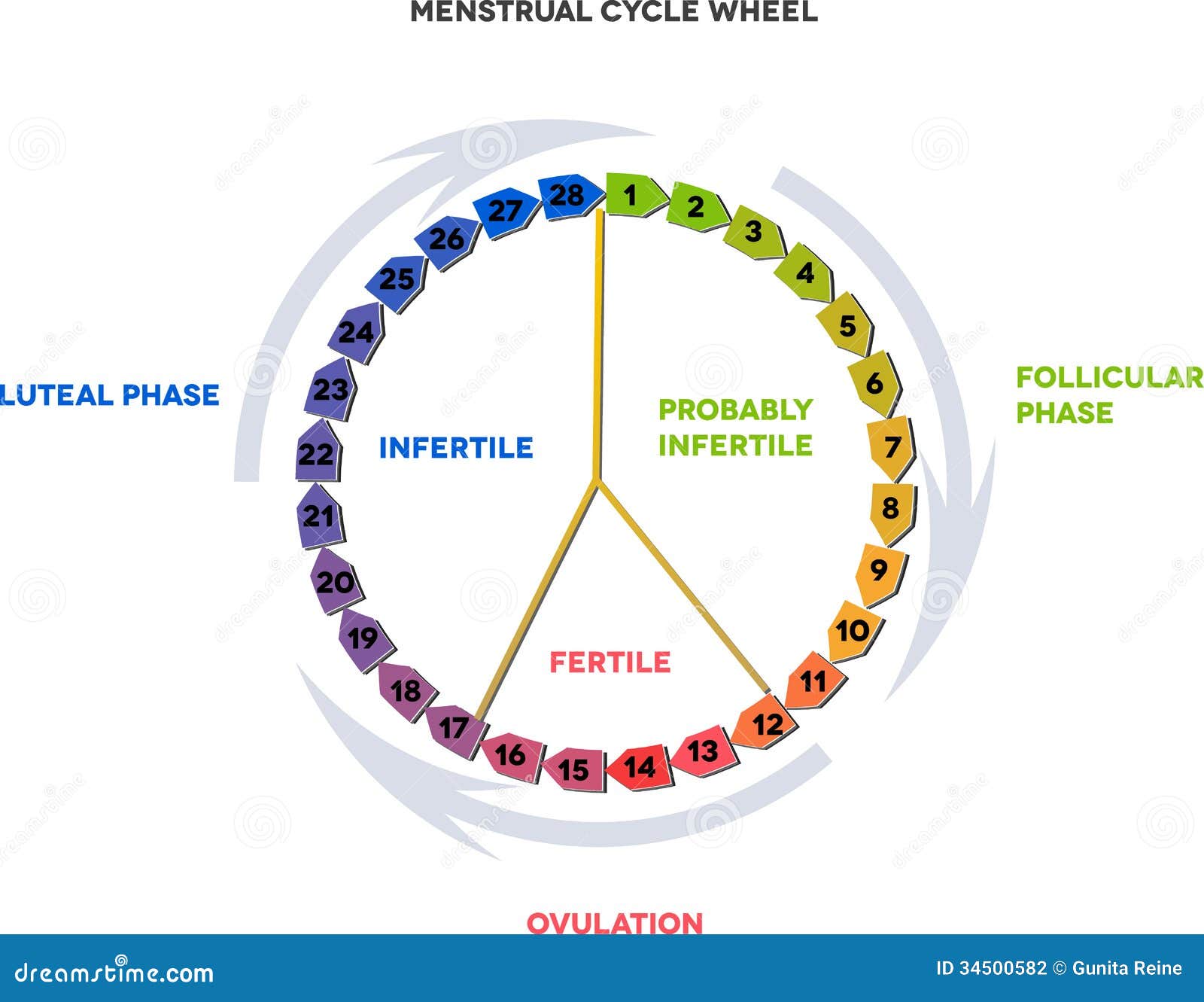 menstrual cycle wheel