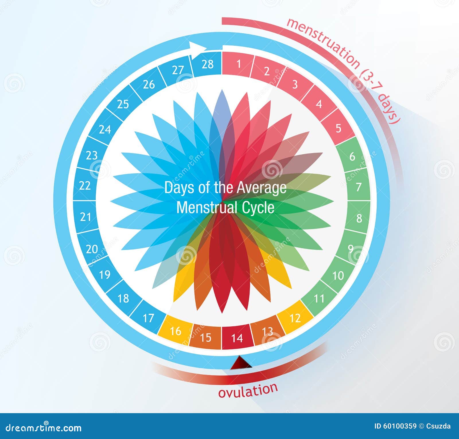 menstruation cycle