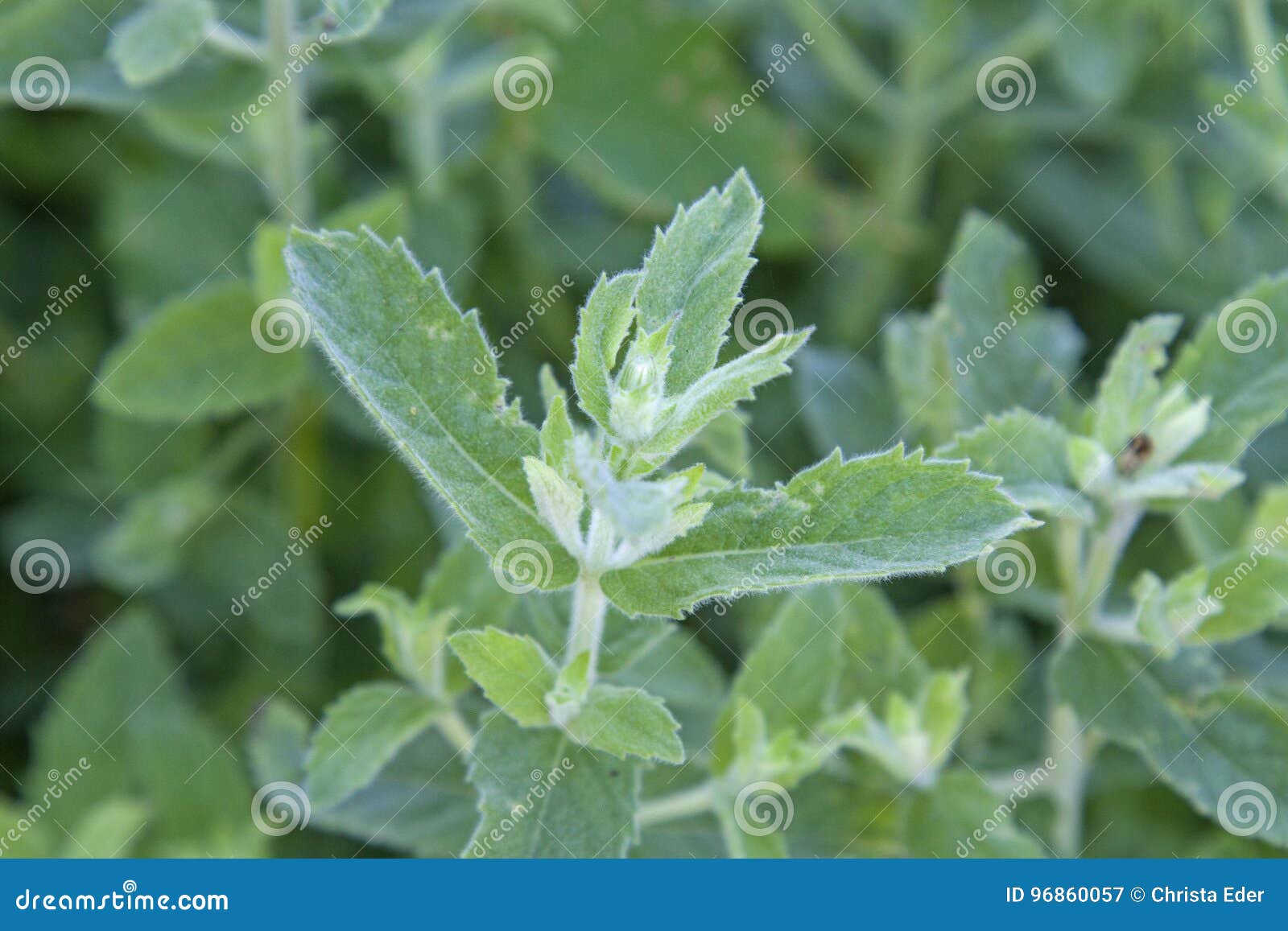 para que sirve la plantas medicinales menta