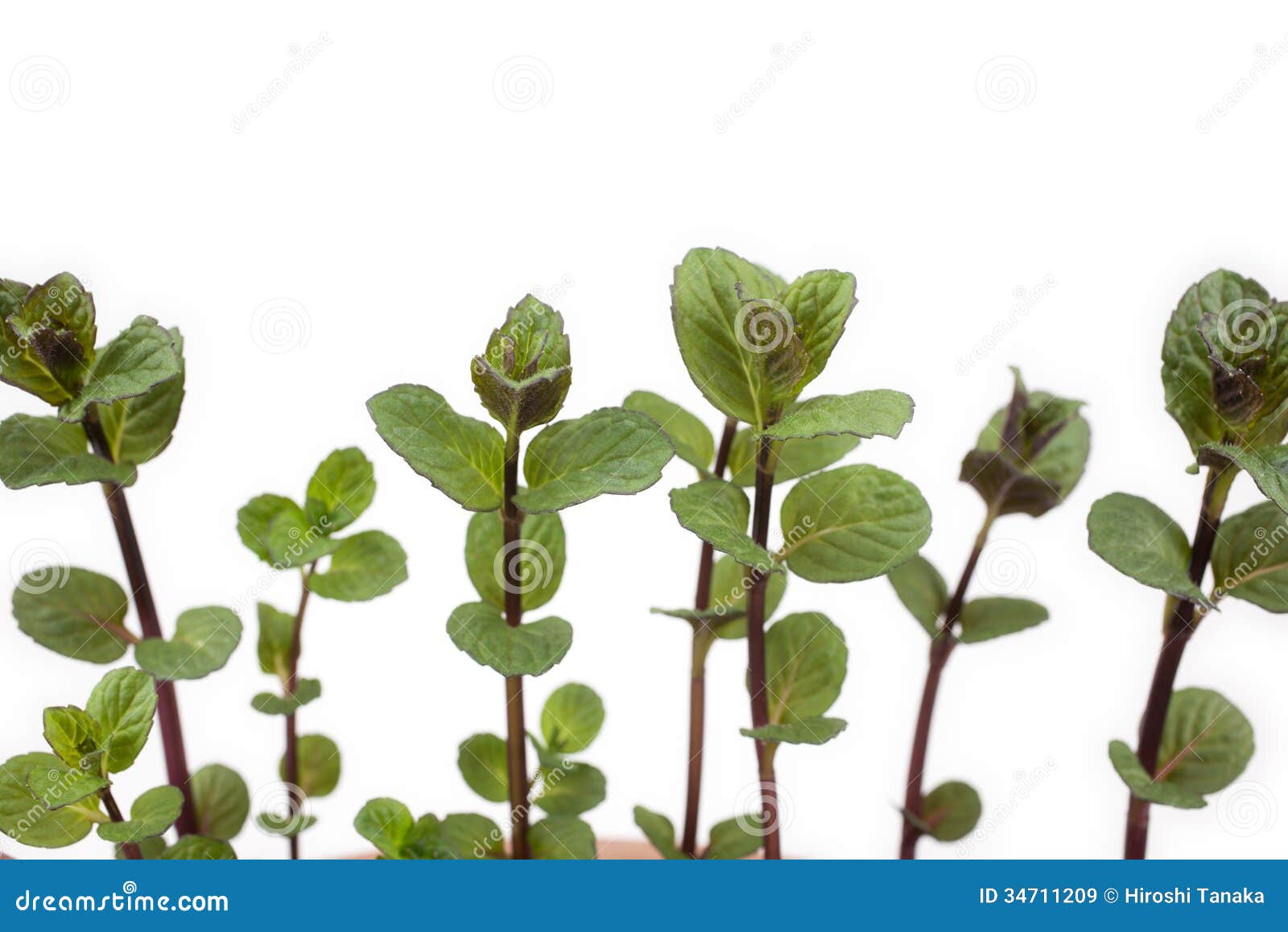 Lo encontré virtual persuadir hoja de menta en ingles Reducción dividir