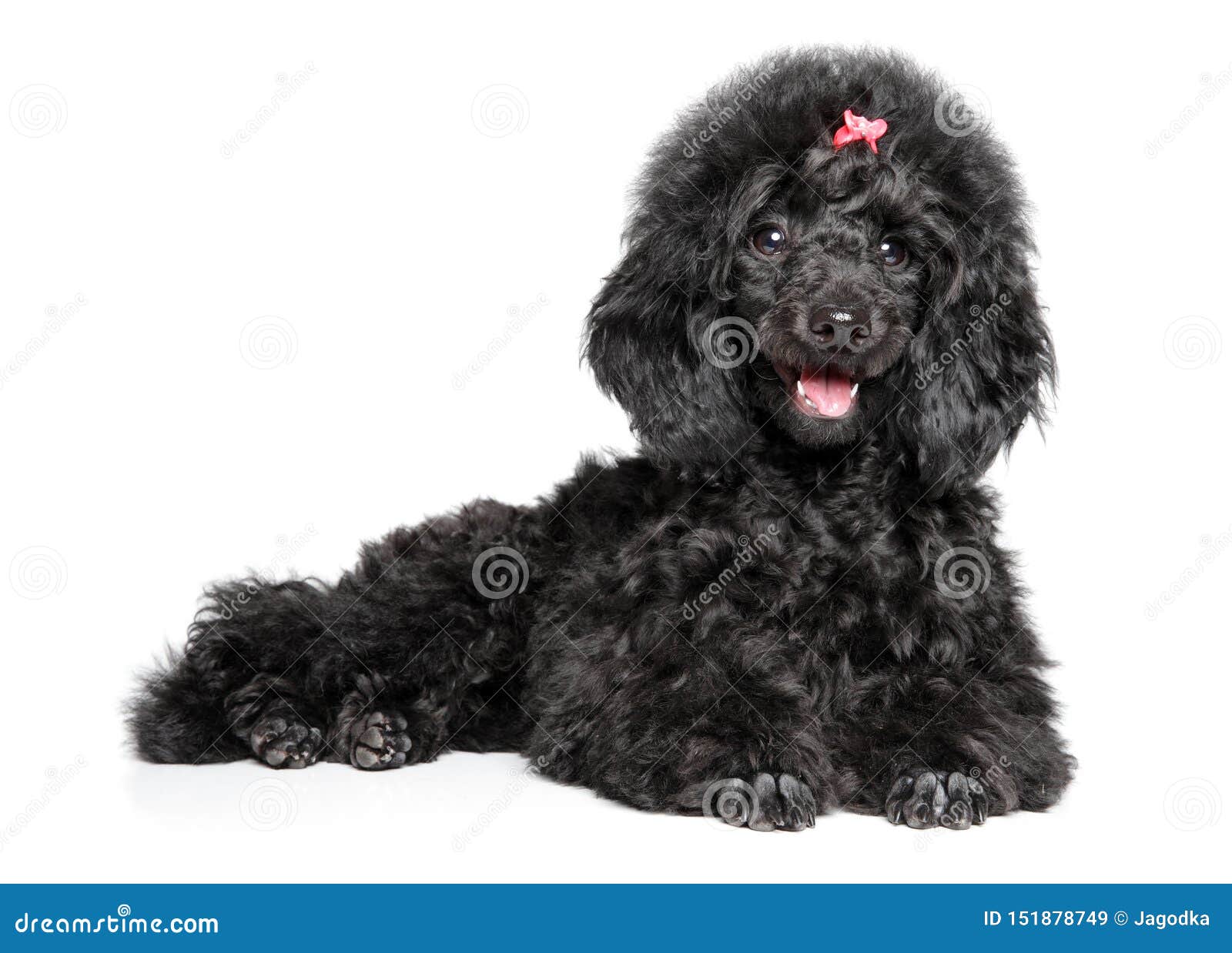 377 Caniche Negro Del Bebe Fotos Libres De Derechos Y Gratuitas De Dreamstime