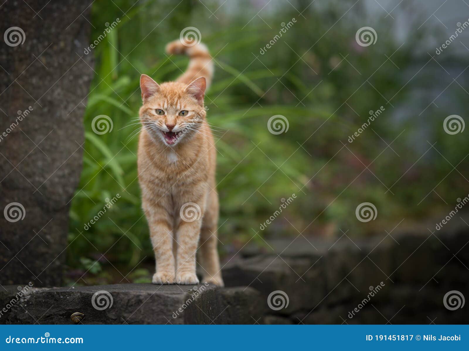 Meowing Ginger Cat Outdoors Stock Image Image of feline, length