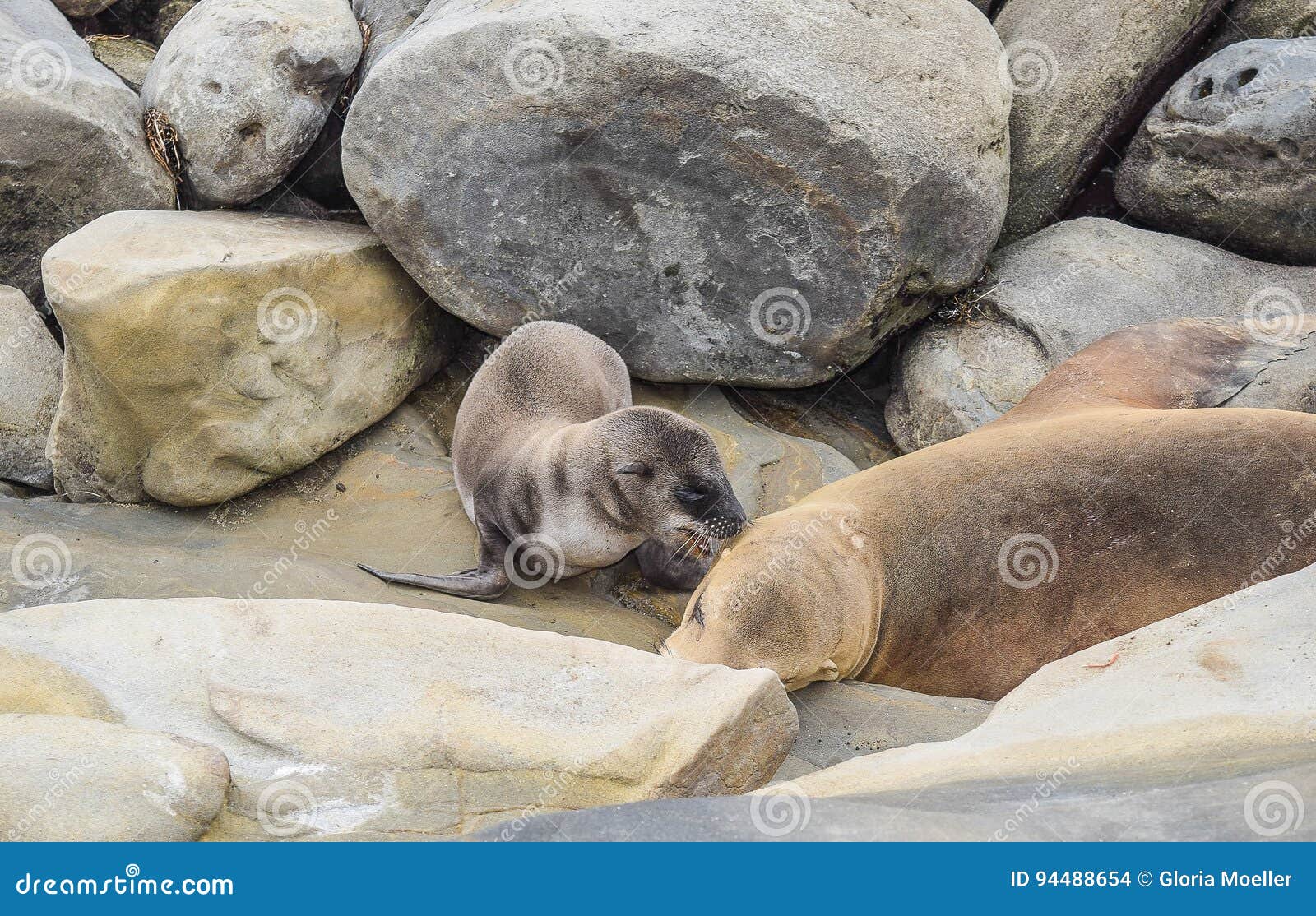 Mer Lion Trying De Bebe Pour Susciter Sa Maman De Sommeil A La Crique De La Jolla A San Diego La Californie Photo Stock Image Du Lion Diego