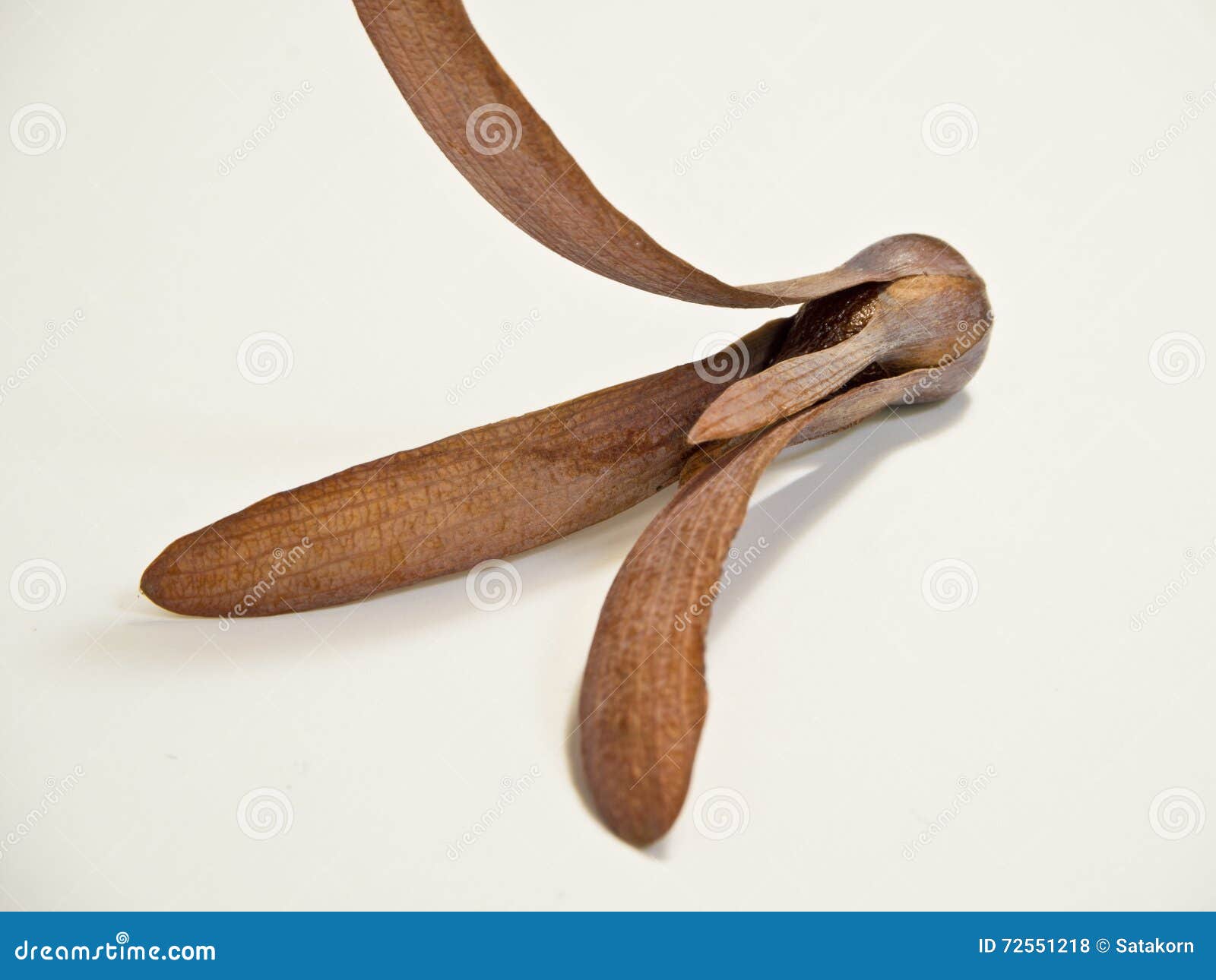Meranti seed stock photo. Image of alatus, botany, tree 72551218