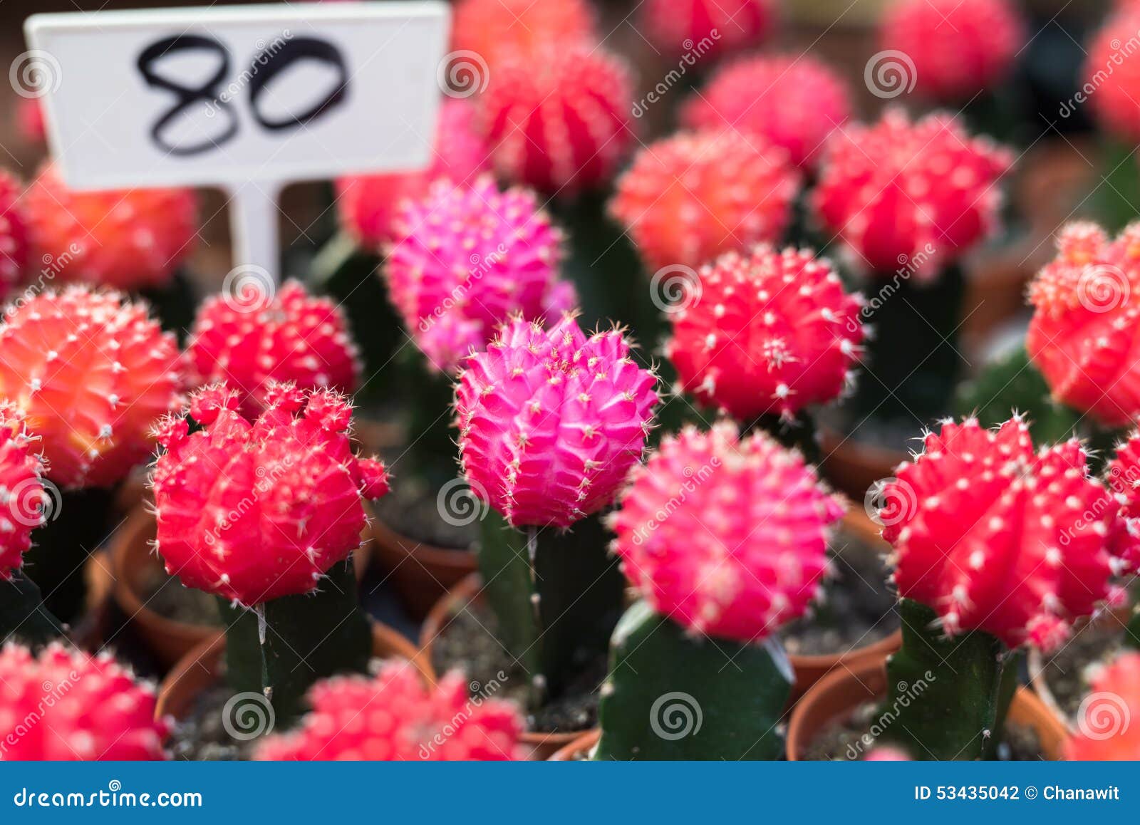 Mercado Cor-de-rosa Da Planta Do Cacto Foto de Stock - Imagem de cacto,  areia: 53435042