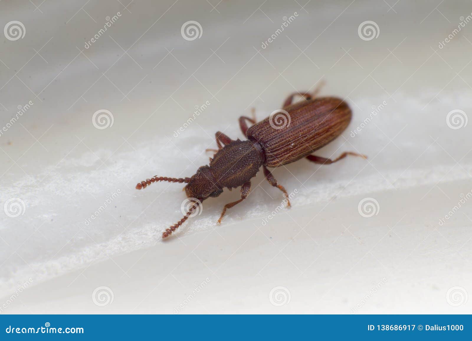 Merchant Grain Beetle in White Background View from Side. Oryzaephilus