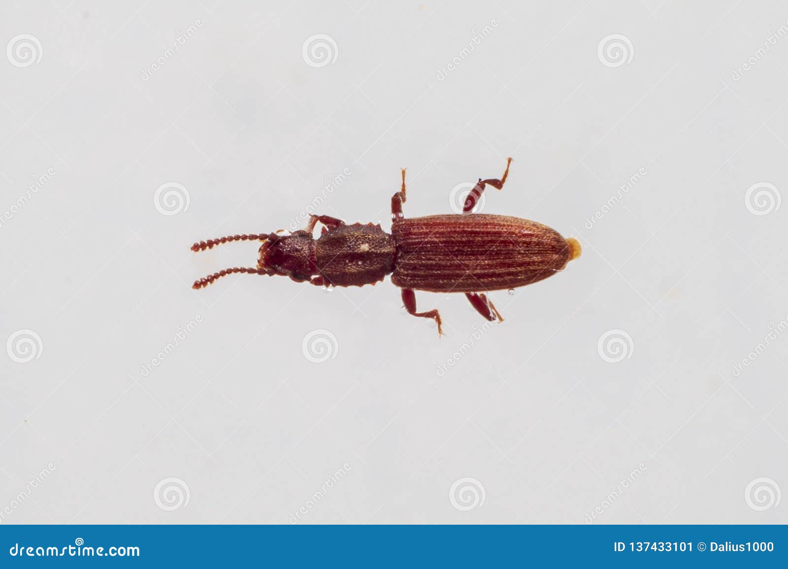 merchant grain beetle in white background walking. oryzaephilus mercator