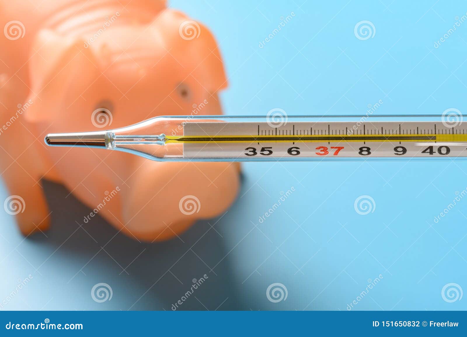 mercury thermometer at 40 degrees centigrade with a pig at background concept of african swine fever