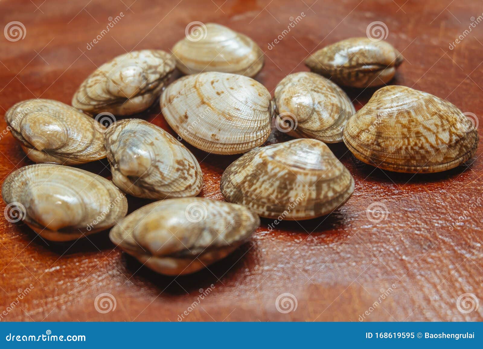 Clams on the Vegetable Board Stock Image Image of water, adaptability
