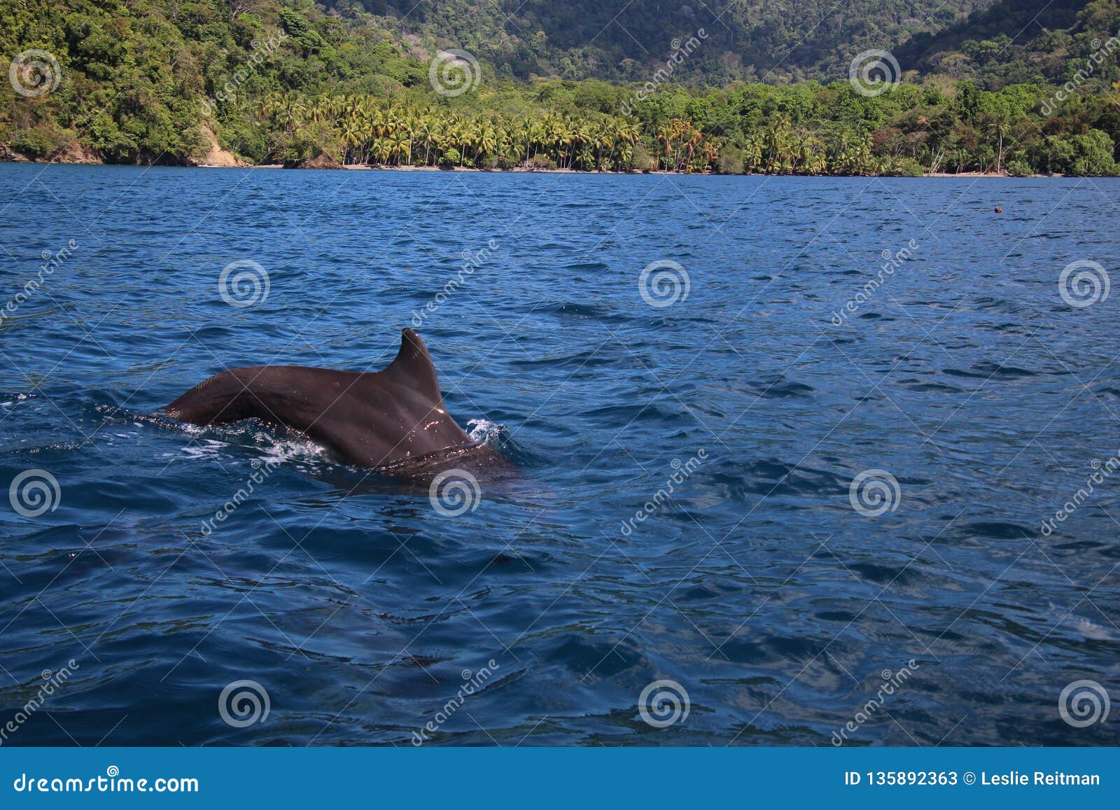 Mergulho do golfinho no Pacífico. O golfinho mergulha nas águas mornas do oceano de North Pacific