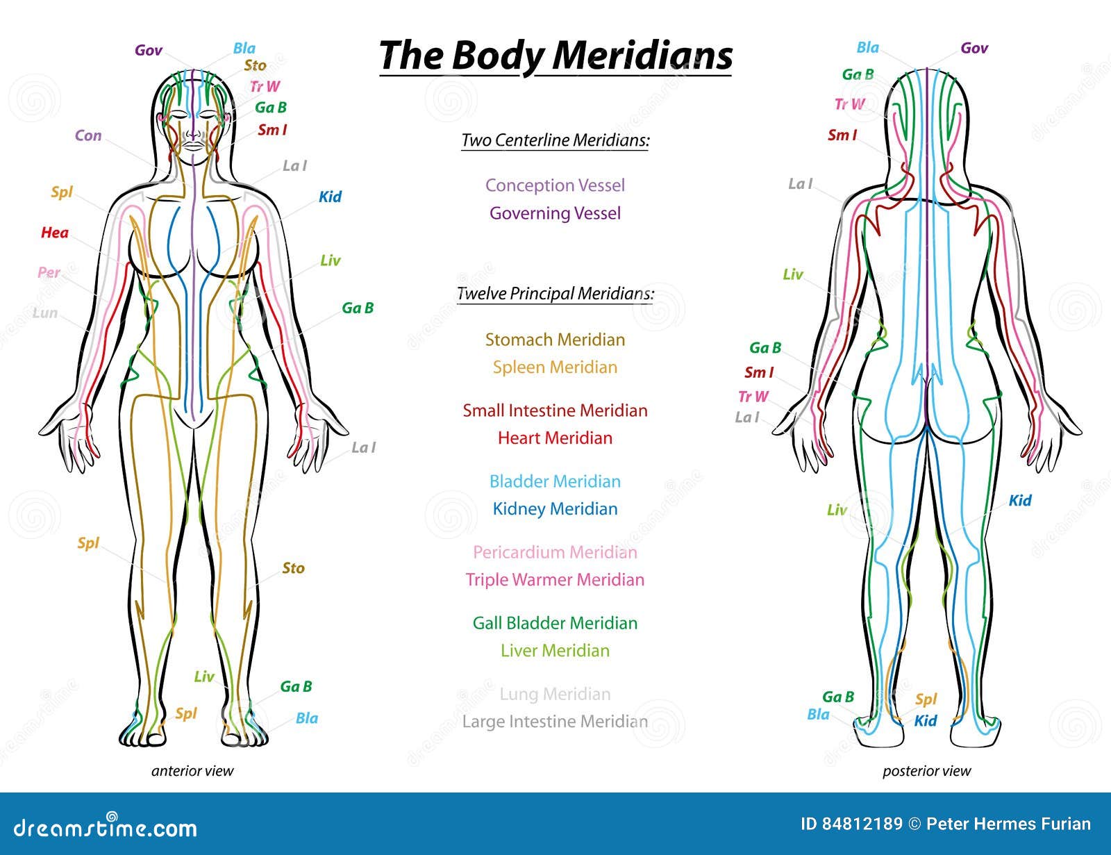 Human Body Chart Download