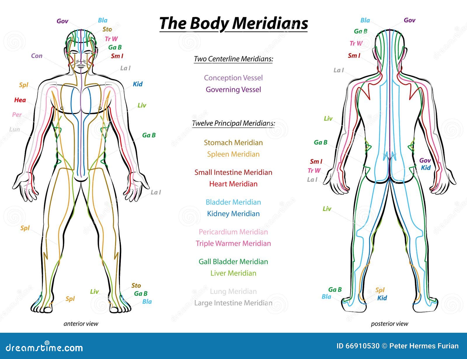 Muscle Meridian Chart