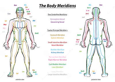 Meridian System Description Chart Male Body Stock Vector - Illustration ...