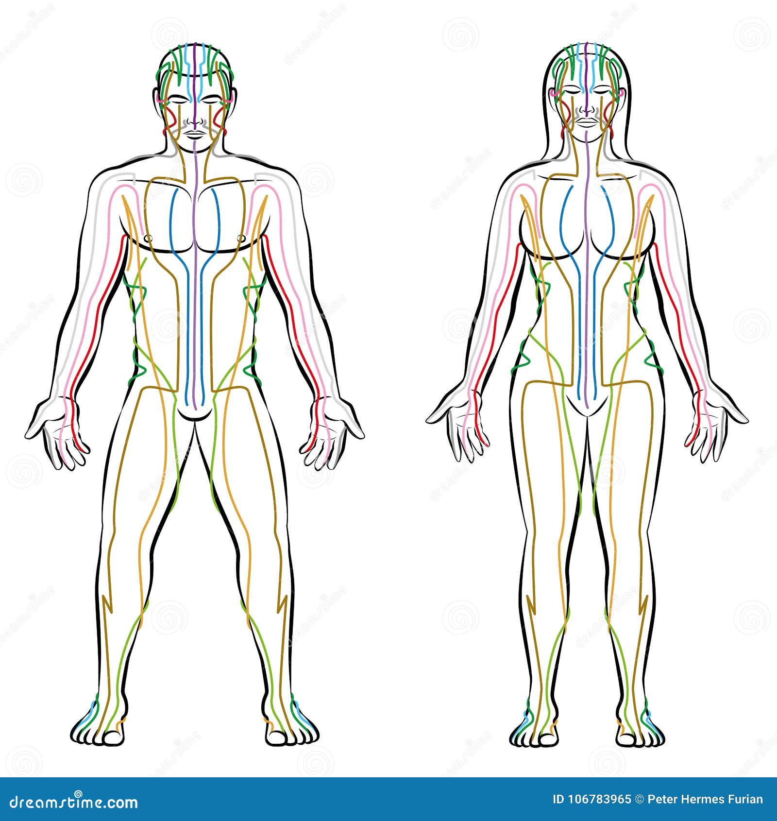 meridian system male female body colored meridians