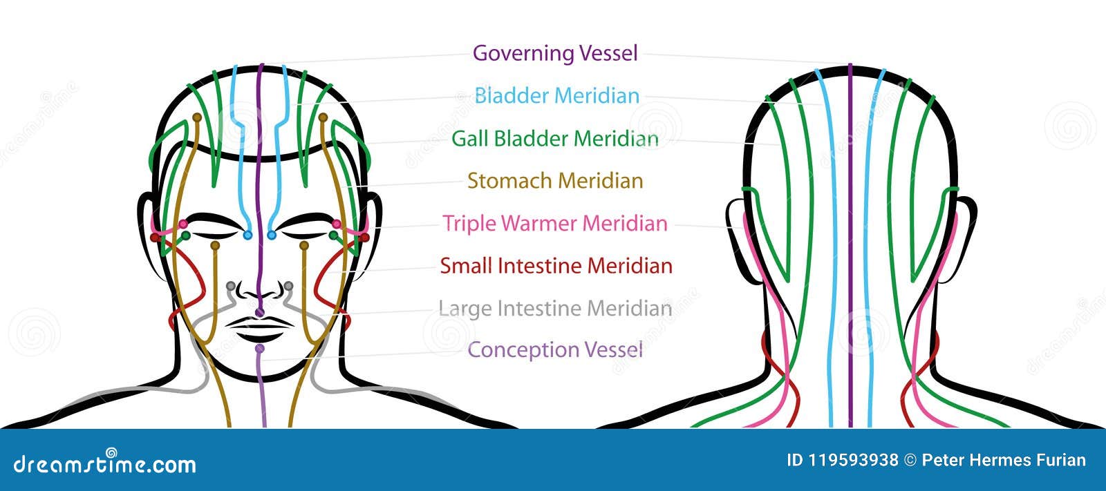 Head Acupuncture Chart