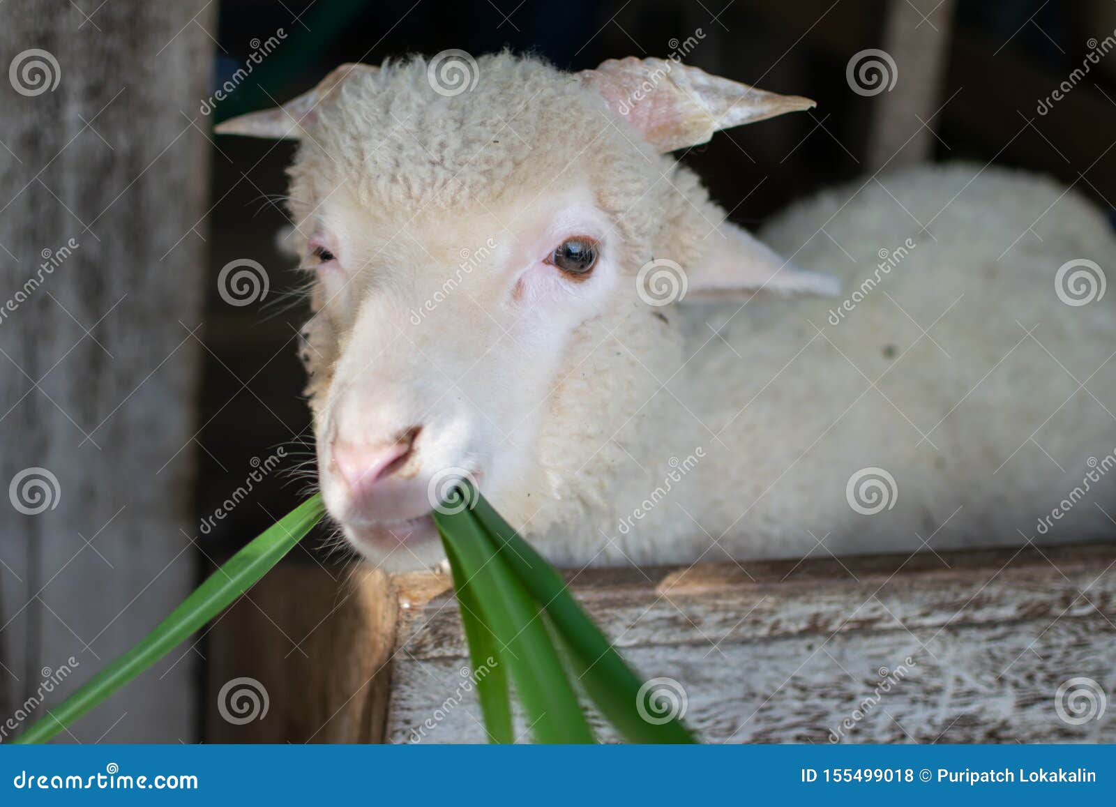 A Merino Lamb is Eating Grass Stock Photo Image of hair, natural