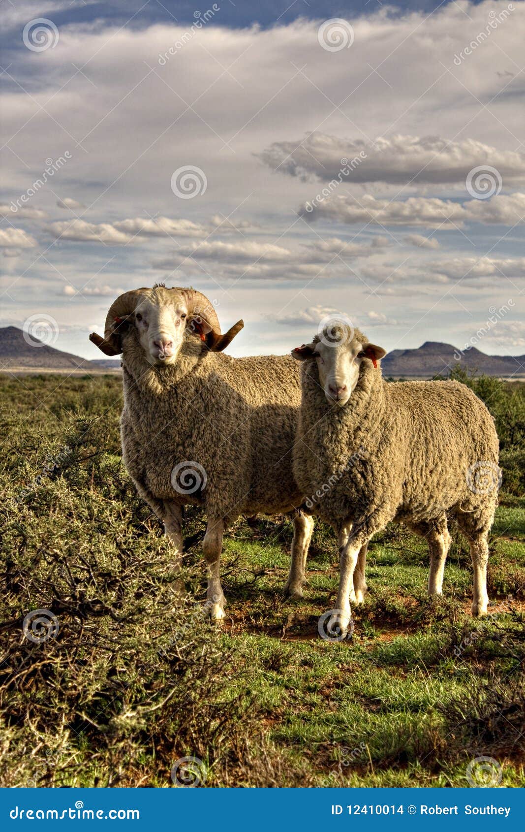merino pair sheep
