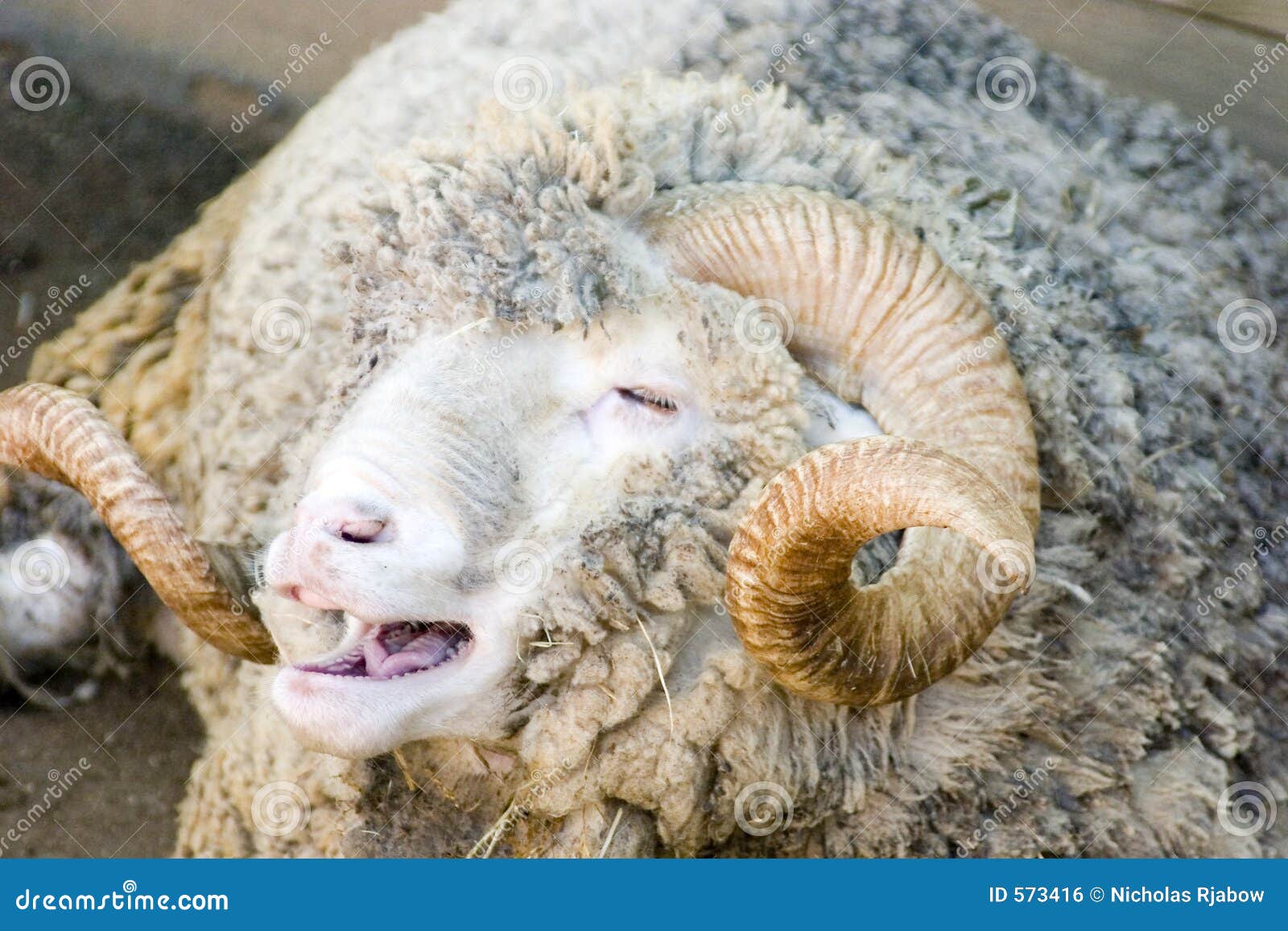 Get Merino Sheep Images PNG