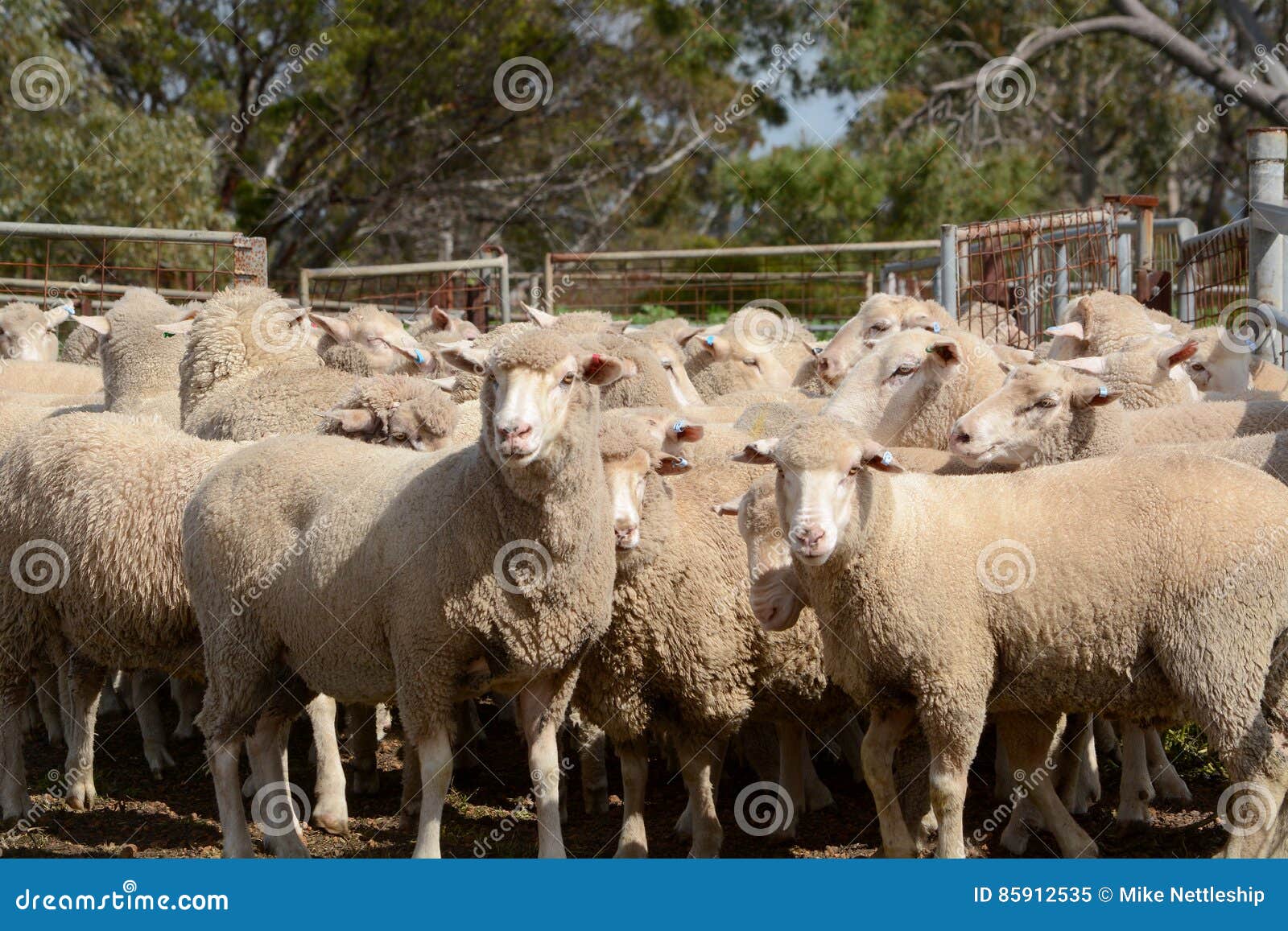 merino sheep on a farm in australia