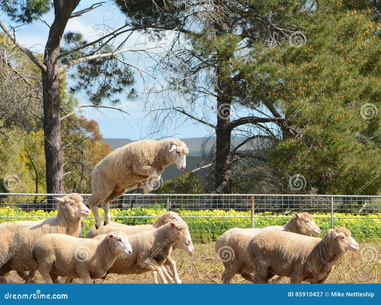 merino sheep on a farm in australia