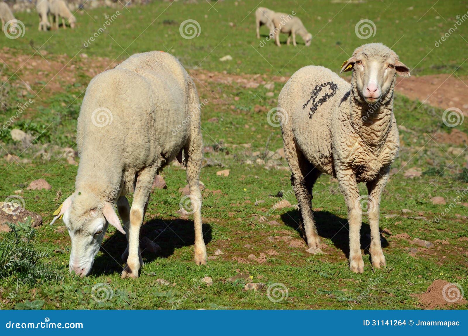 Merino sheep stock photo. Image of eating, field, animal 31141264
