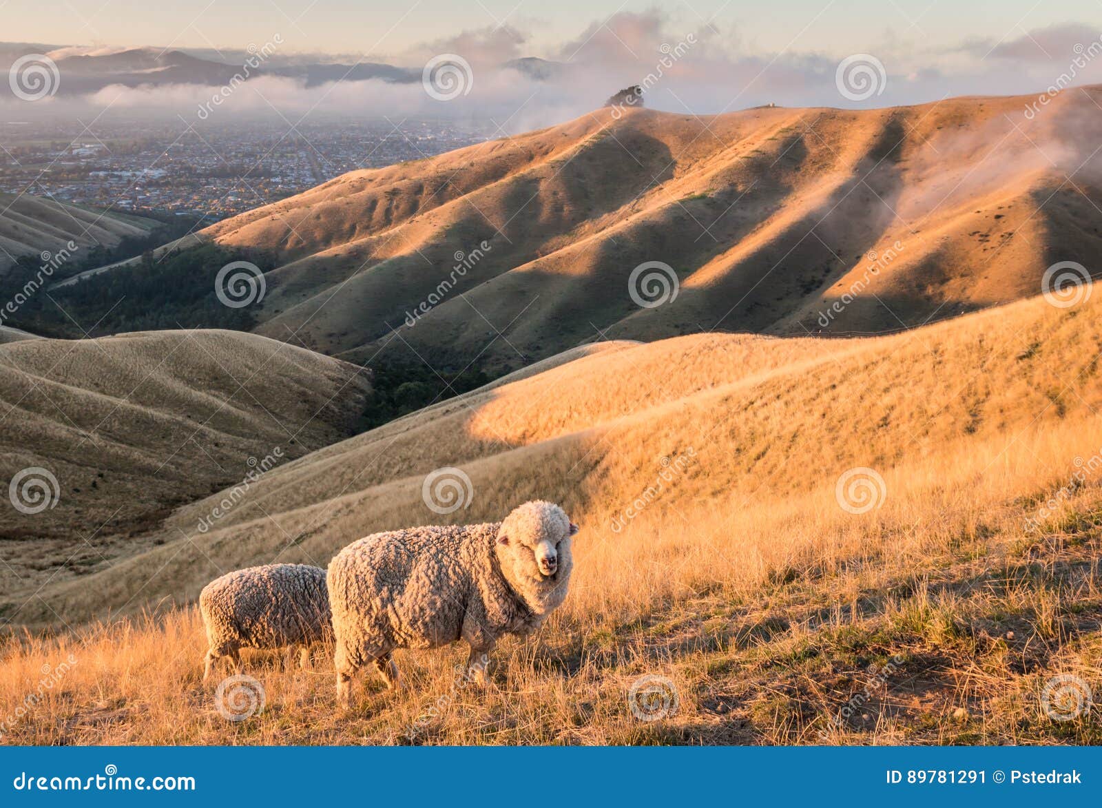 merino sheep grazing on wither hills in new zealand at sunset
