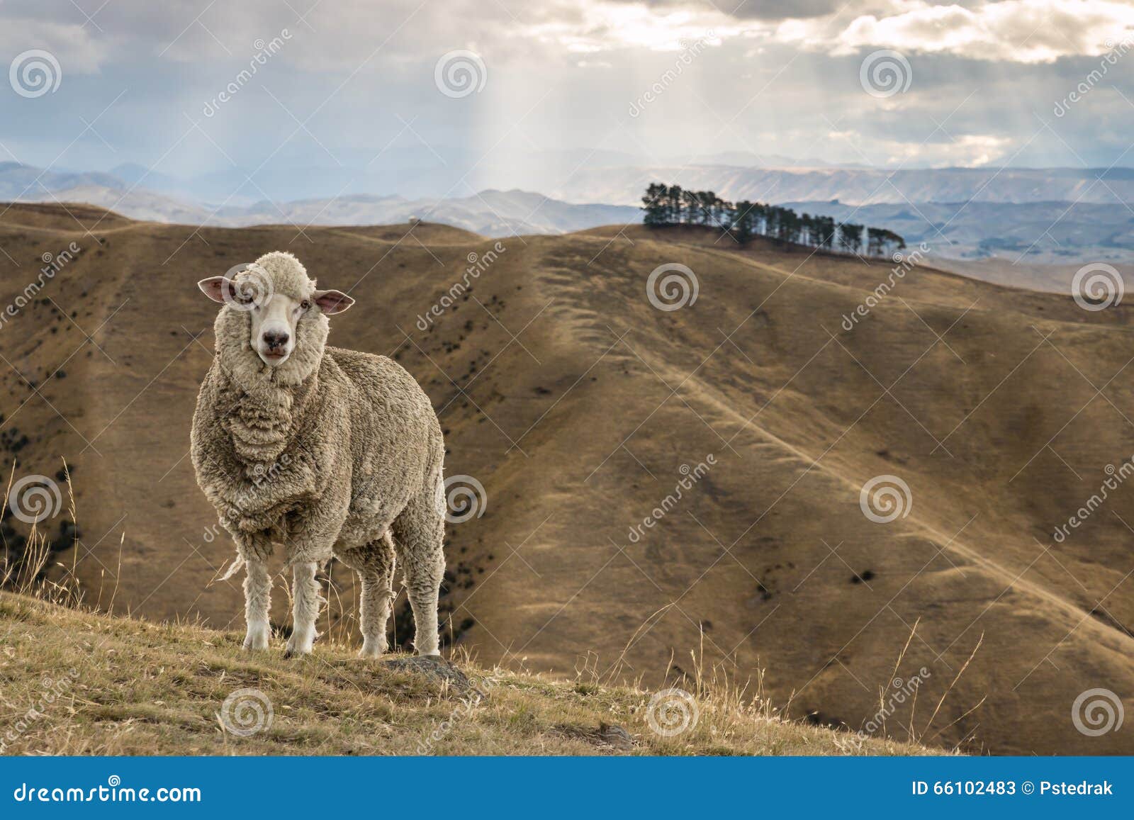 merino sheep standing on grassy hill