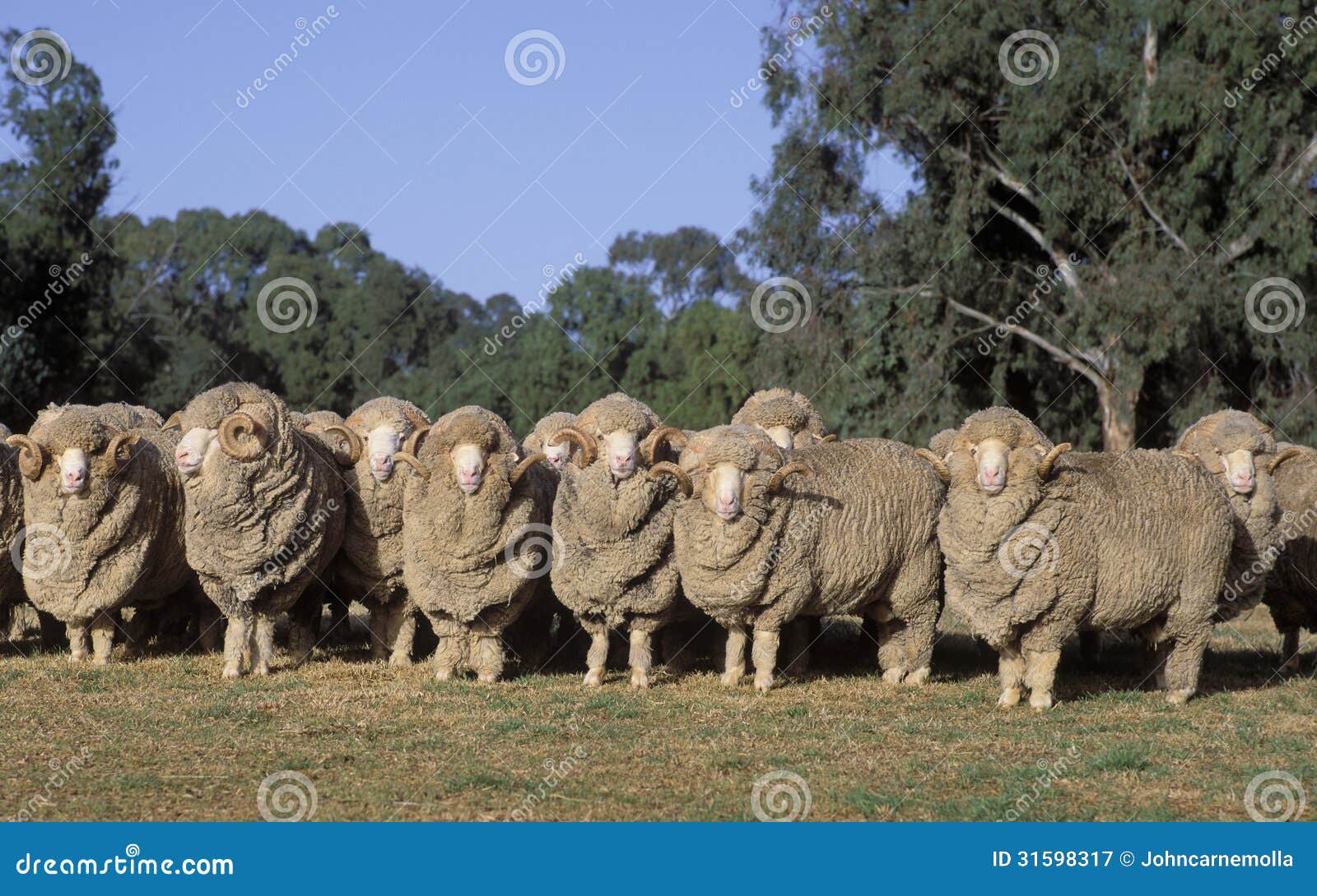merino sheep