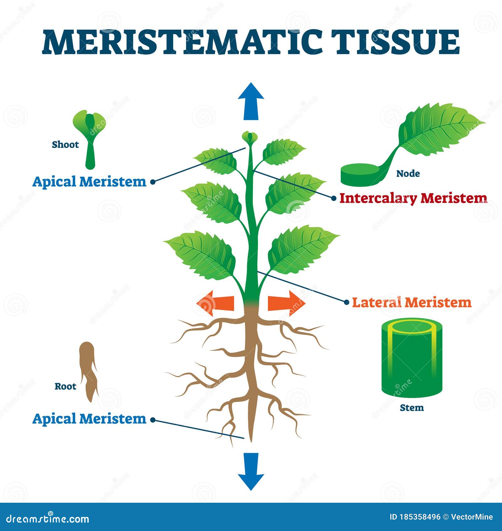 meristematic tissue  . labeled educational plant structure