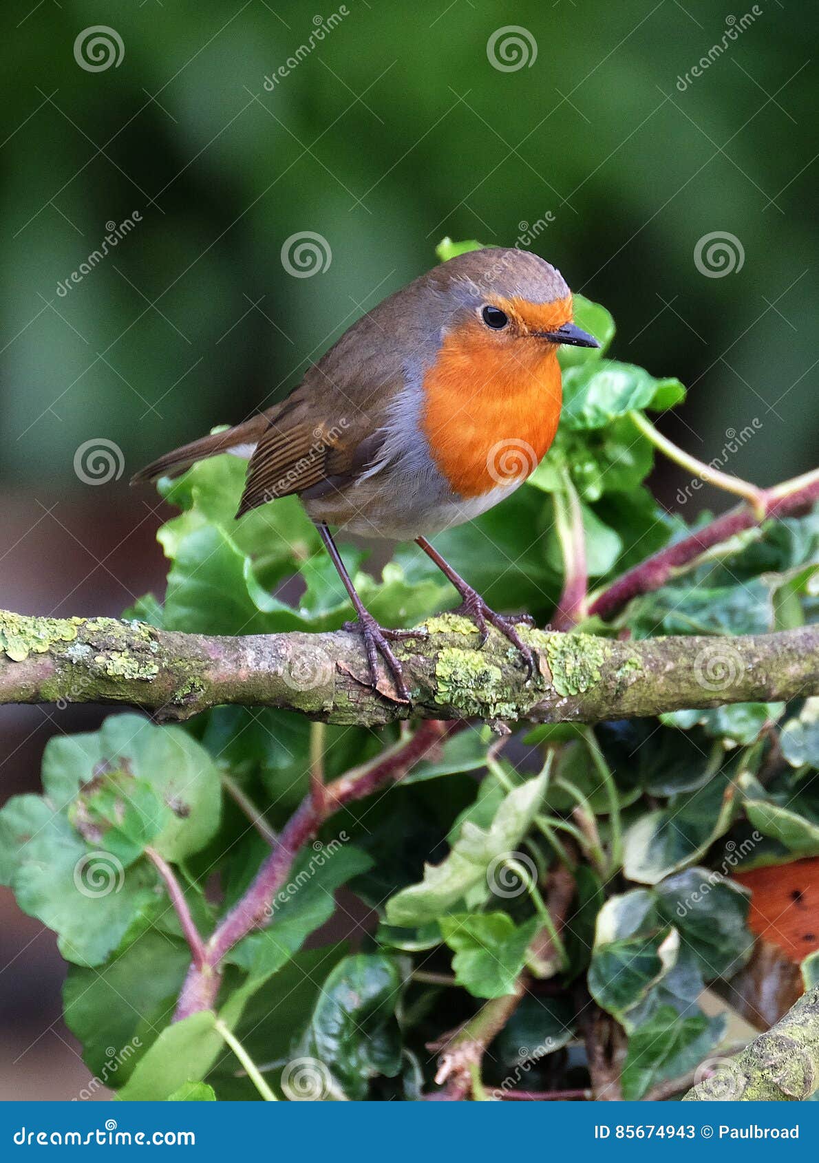 Merle Image Stock Image Du Live Nourriture écologiquement