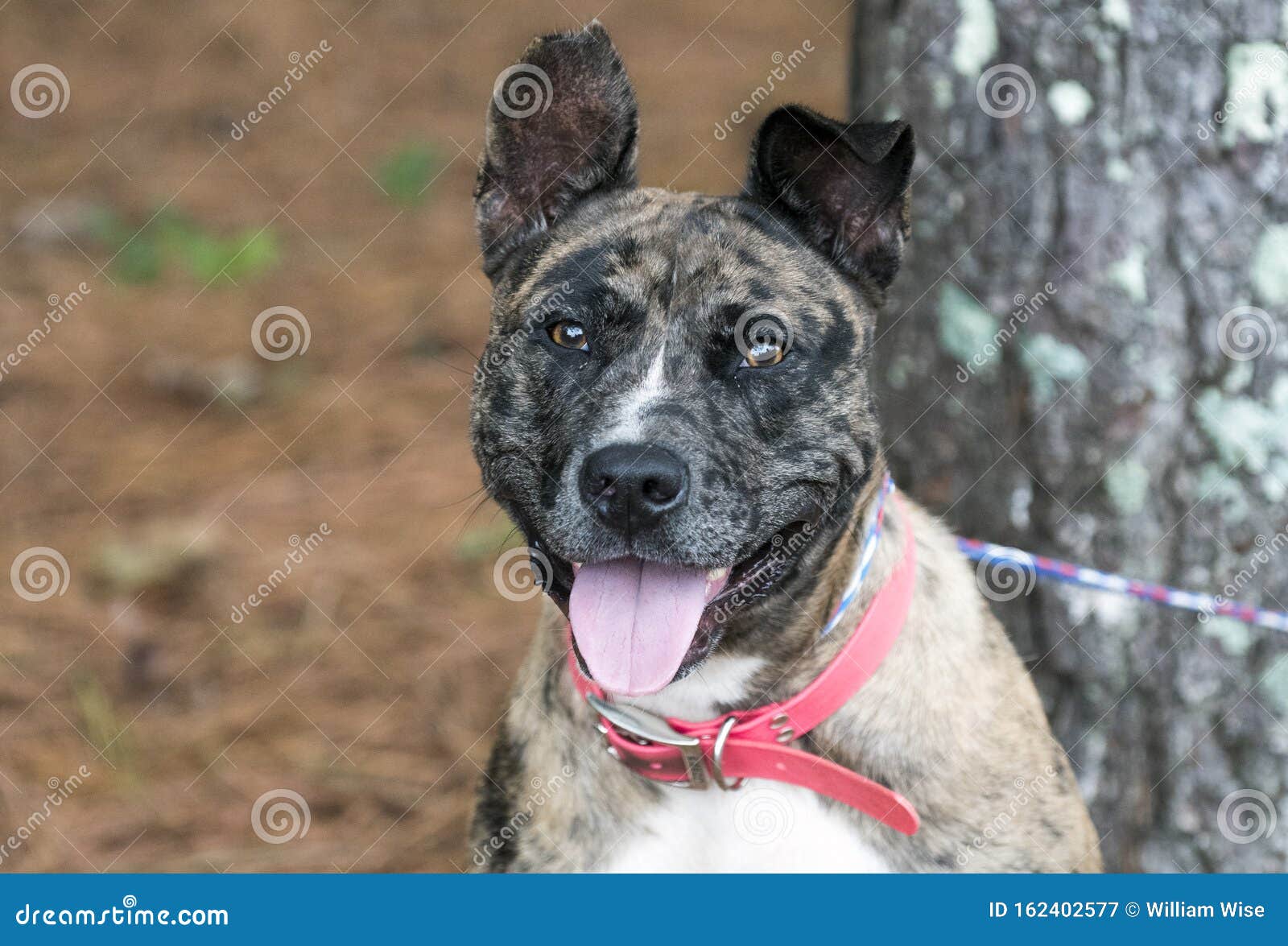 catahoula and heeler mix