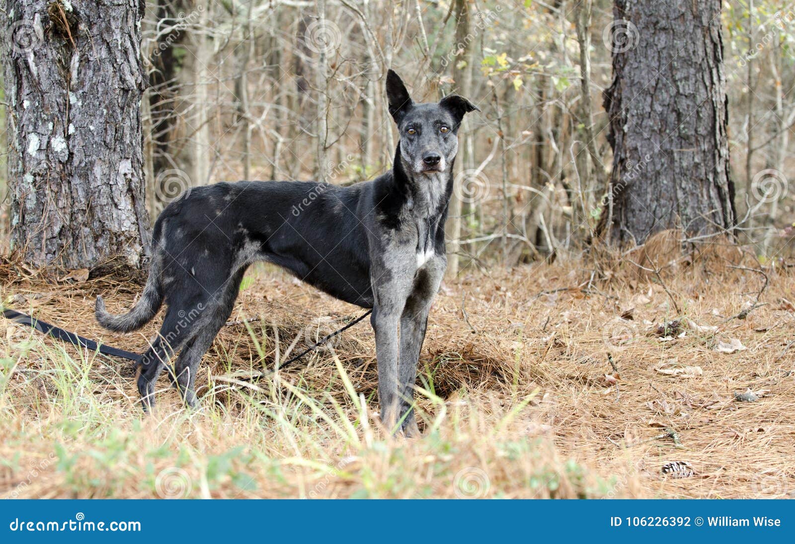 blue merle greyhound