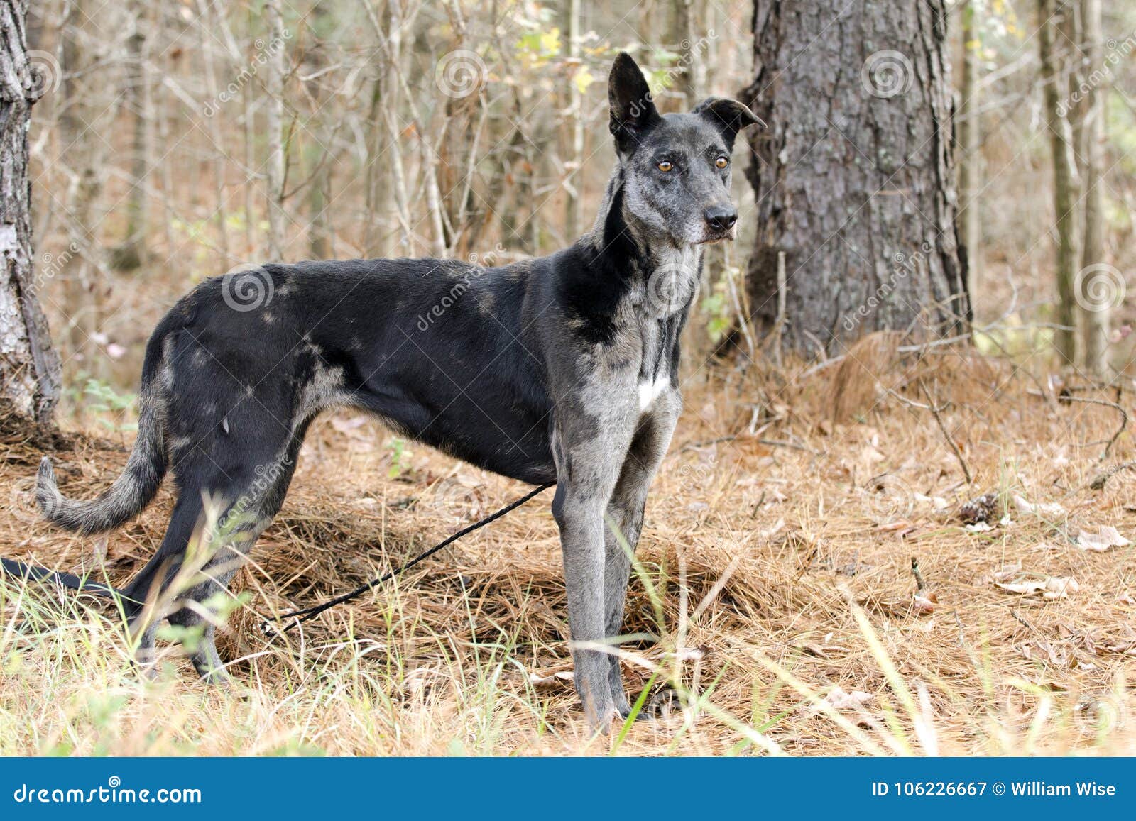 blue merle greyhound