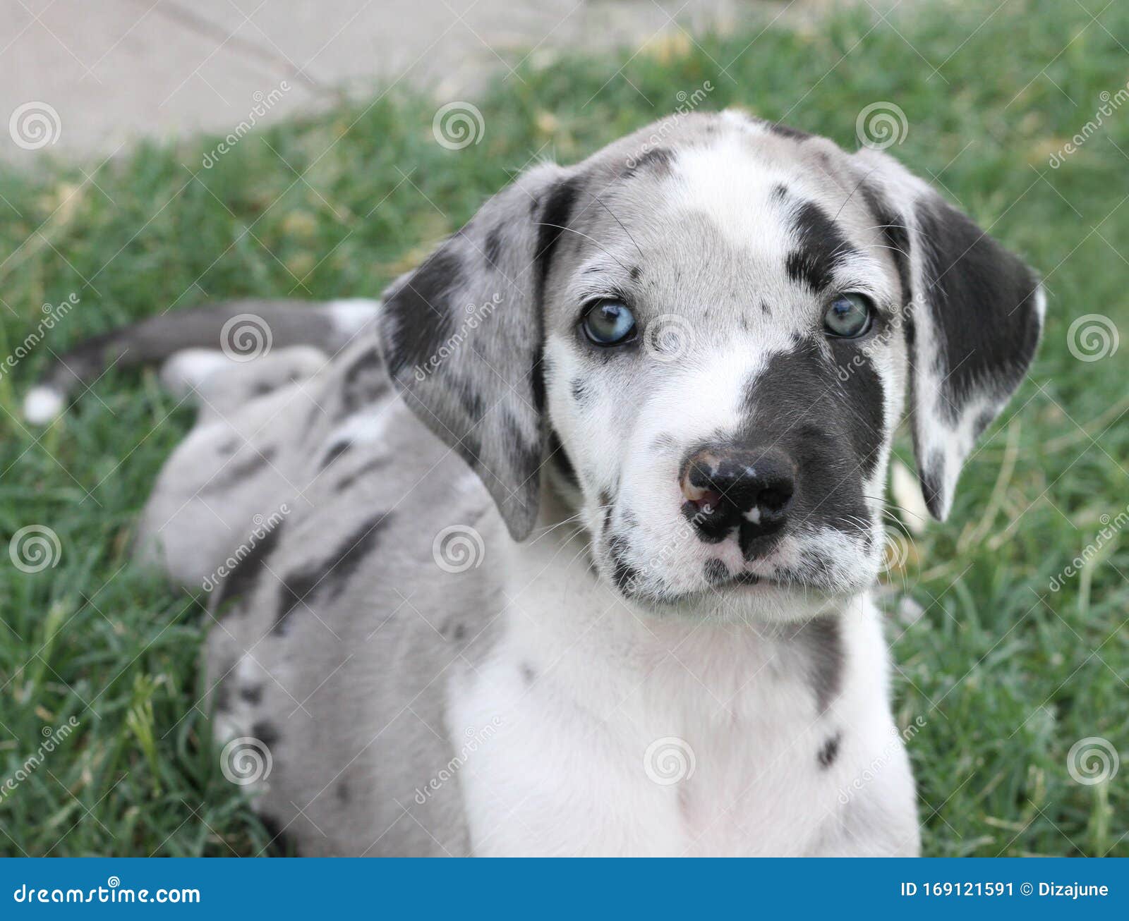 orange merle great dane