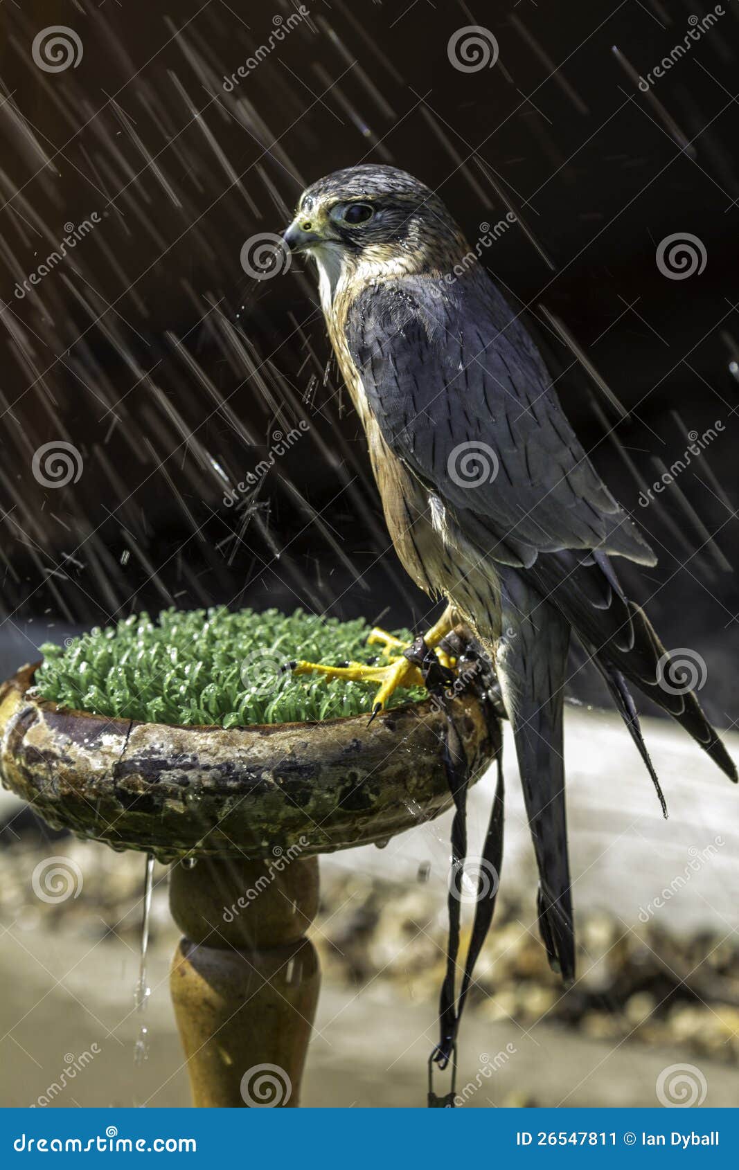 MERLIN Kleiner Raubvogel Im Regen Stockbild Bild von nahaufnahme