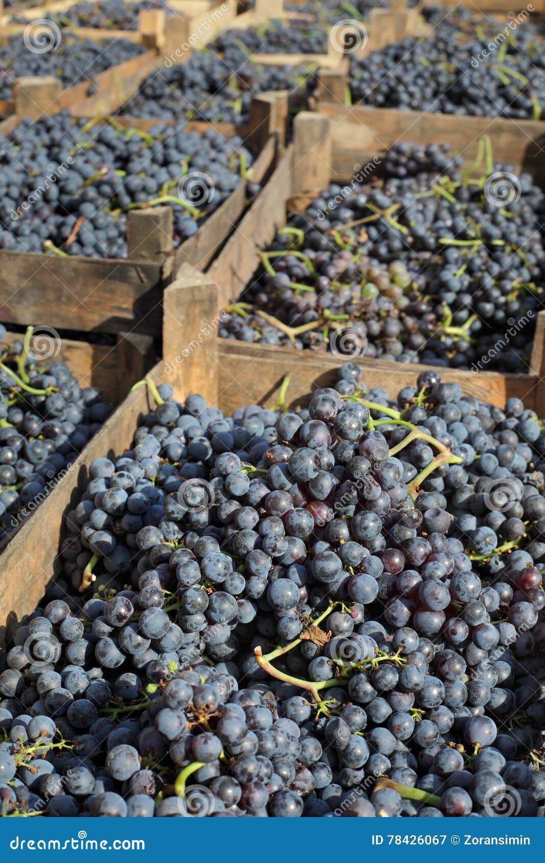 Merlot Grape for Wine Making Stock Image Image of healthy, color