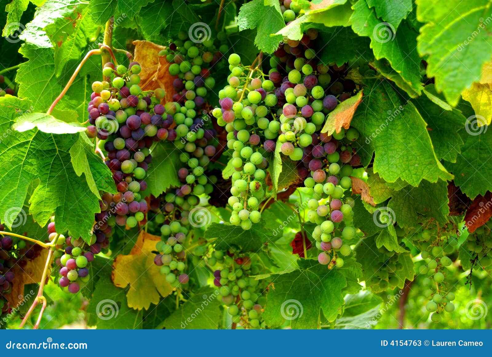 merlot grapes