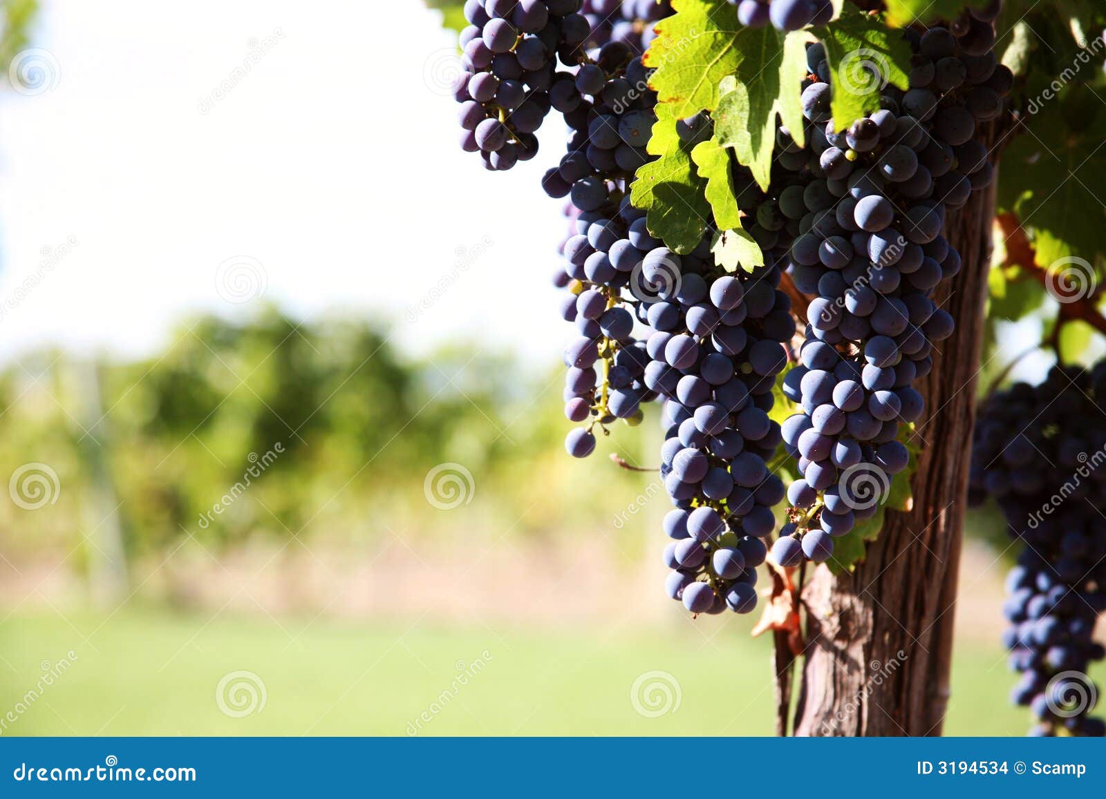 merlot grapes in vineyard