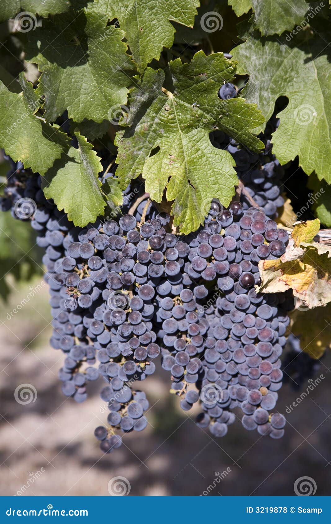 Merlot Grapes in Vineyard stock photo. Image of food, colorful 3219878