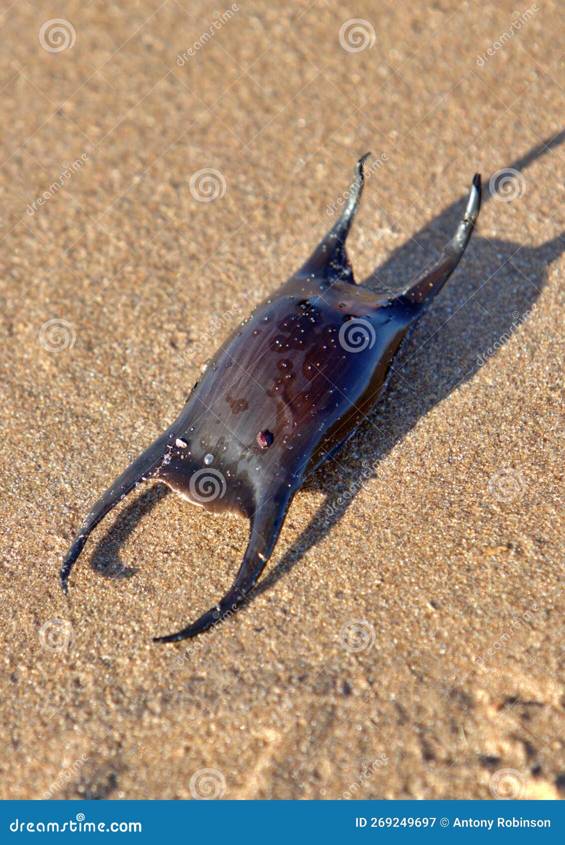 A Big Full Shark Egg Mermaids Purse. Dogfish, Shark, Rays And Skates All  Have Mermaids Purse With Reproduction And Offspring. Sea Egg Attaches To  Seaweed Or Other Vegetation. Stock Photo, Picture and