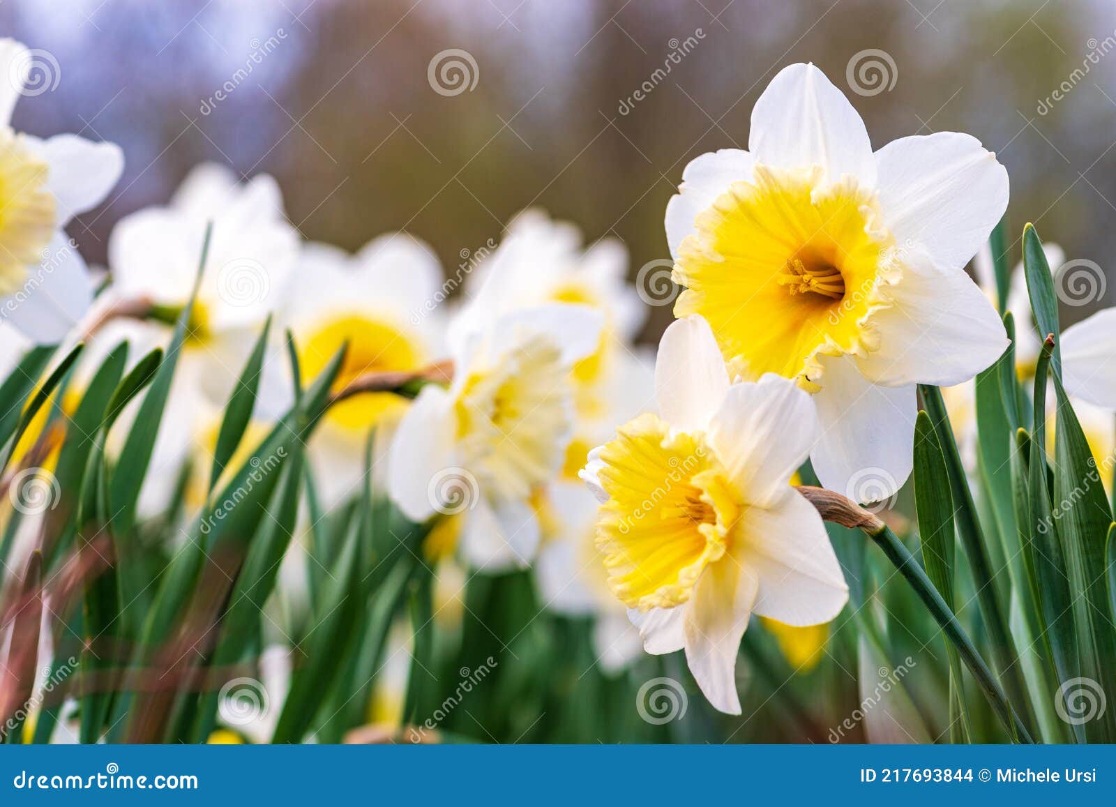 Merveilleux Jaune Et Blanc Fleur De Jonquille Narcisse Printemps Photo  stock - Image du jardin, normal: 217693844