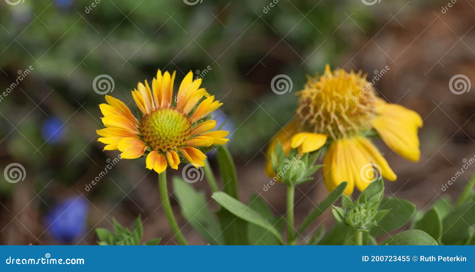 The Mesa Peach Blanket Flowers Stock Image Image of isolated, color 200723455