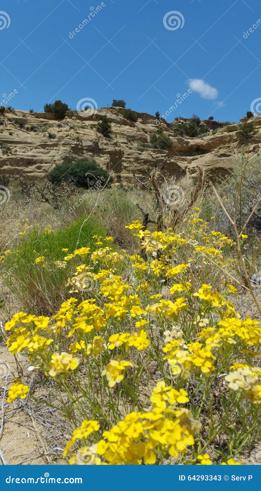 Mesa with Yellow Flower Patch Stock Image Image of flower, patch