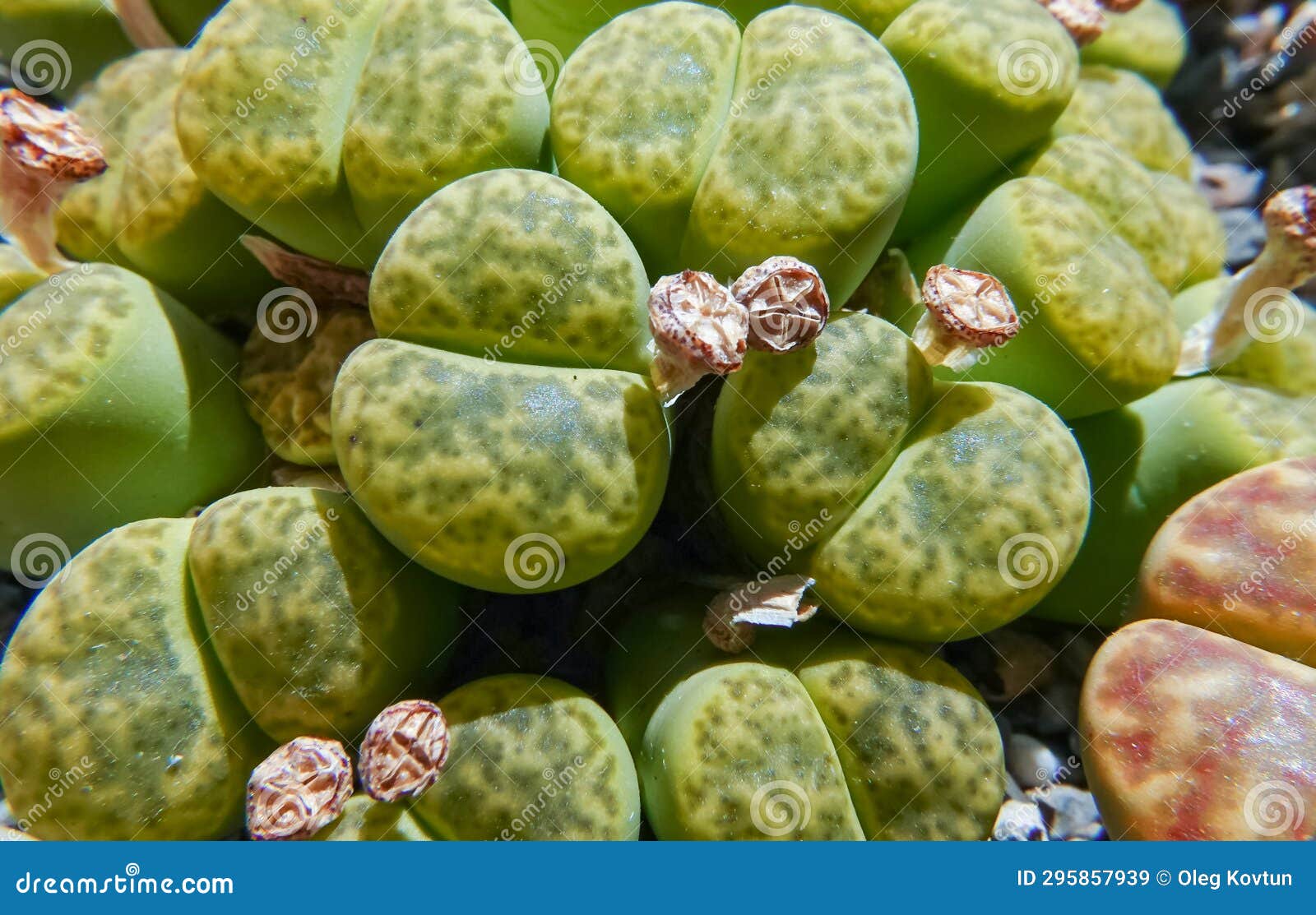 mesembs (lithops bromfieldii v. insularis 'sulphurea') south african plant from namibia