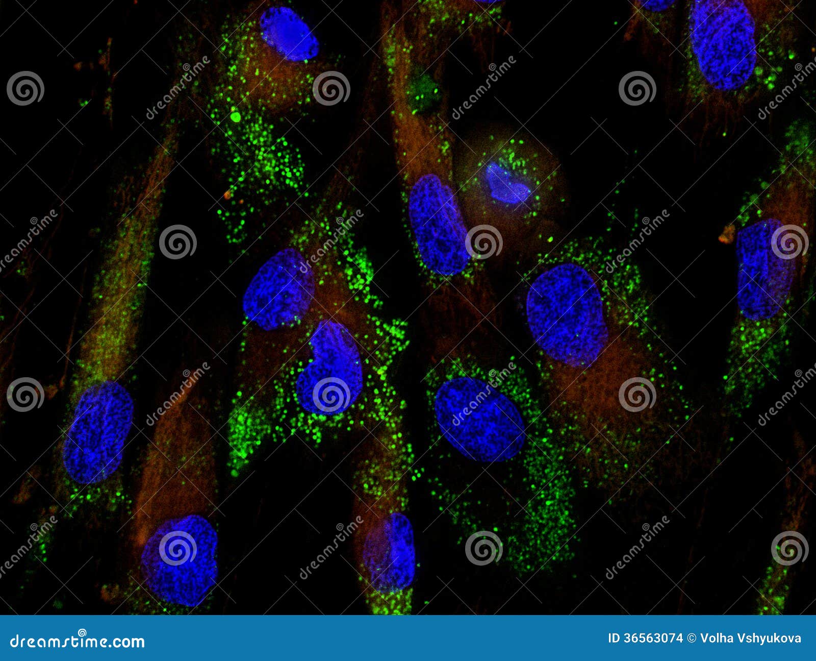 mesenchymal stem cells labeled with fluorescent mo