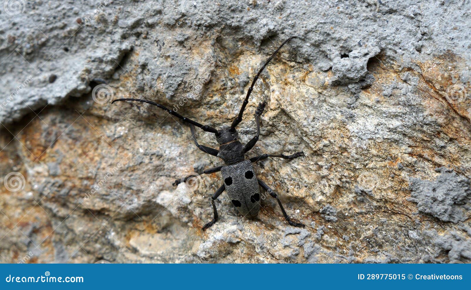 mesosa curculionoides on resting on a rock. beetle close-up.