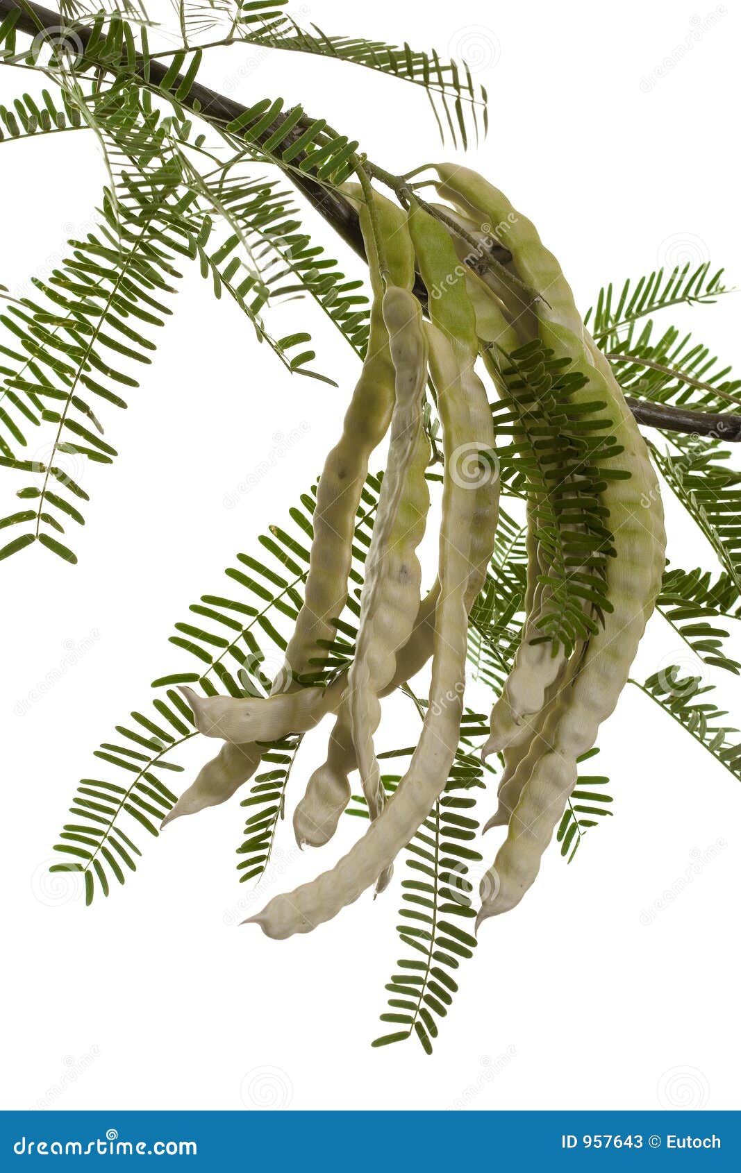 Are Mesquite Pods Bad For Dogs